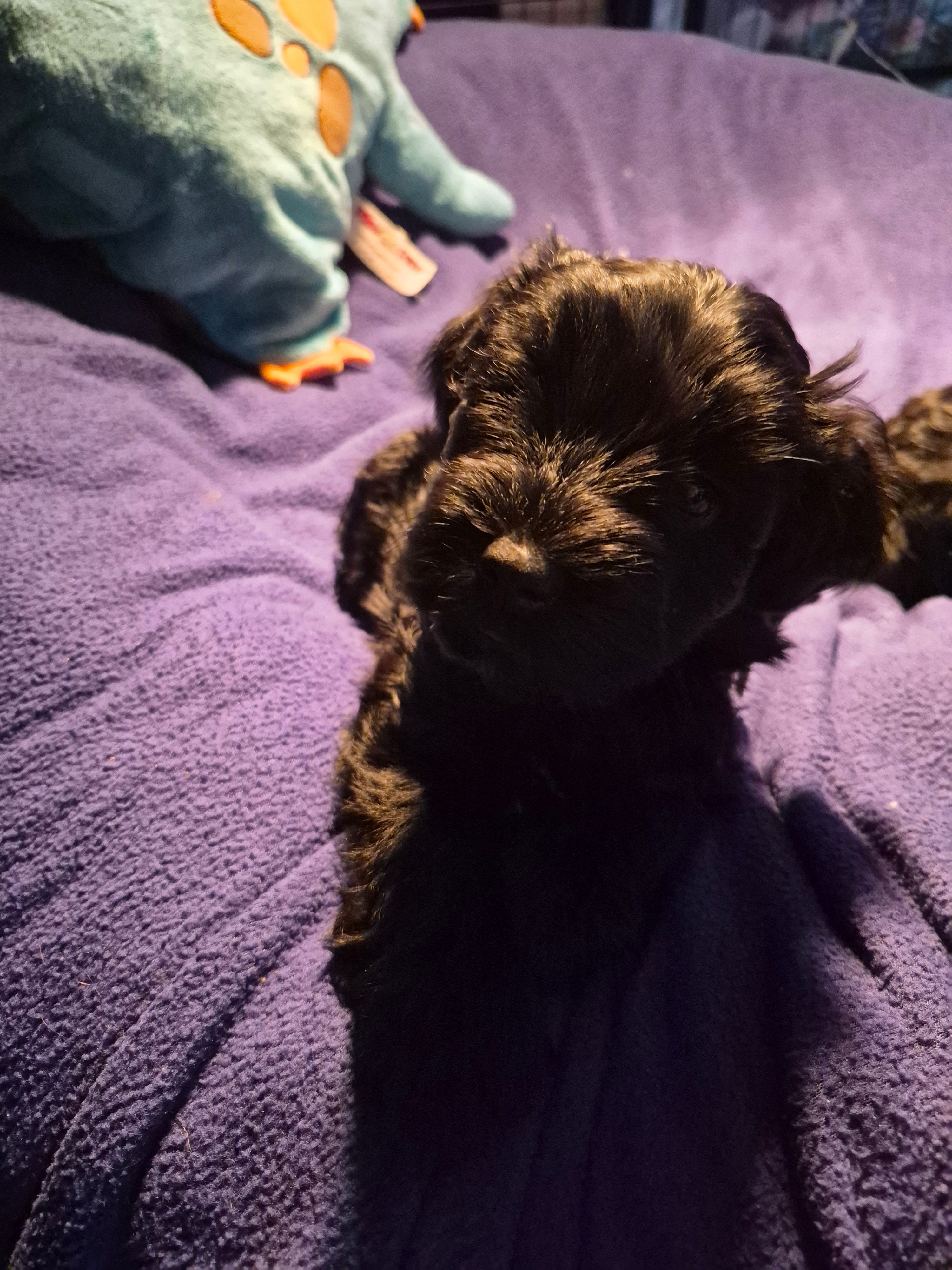 SUZIE – Miniature Schnauzer puppy for sale in Ashland, OH