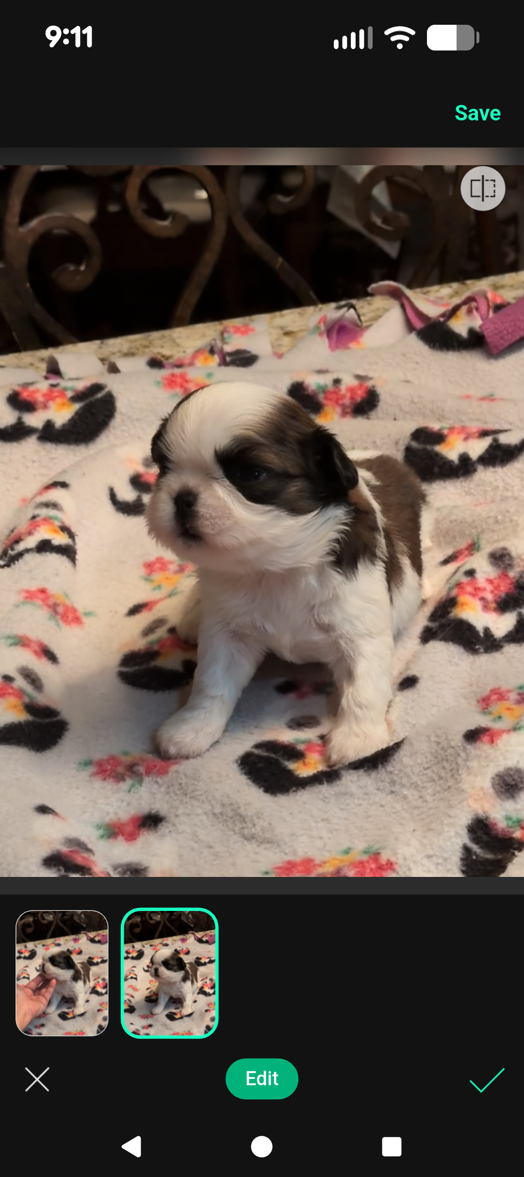 Ariel – Shih Tzu puppy for sale in Lee's Summit, MO