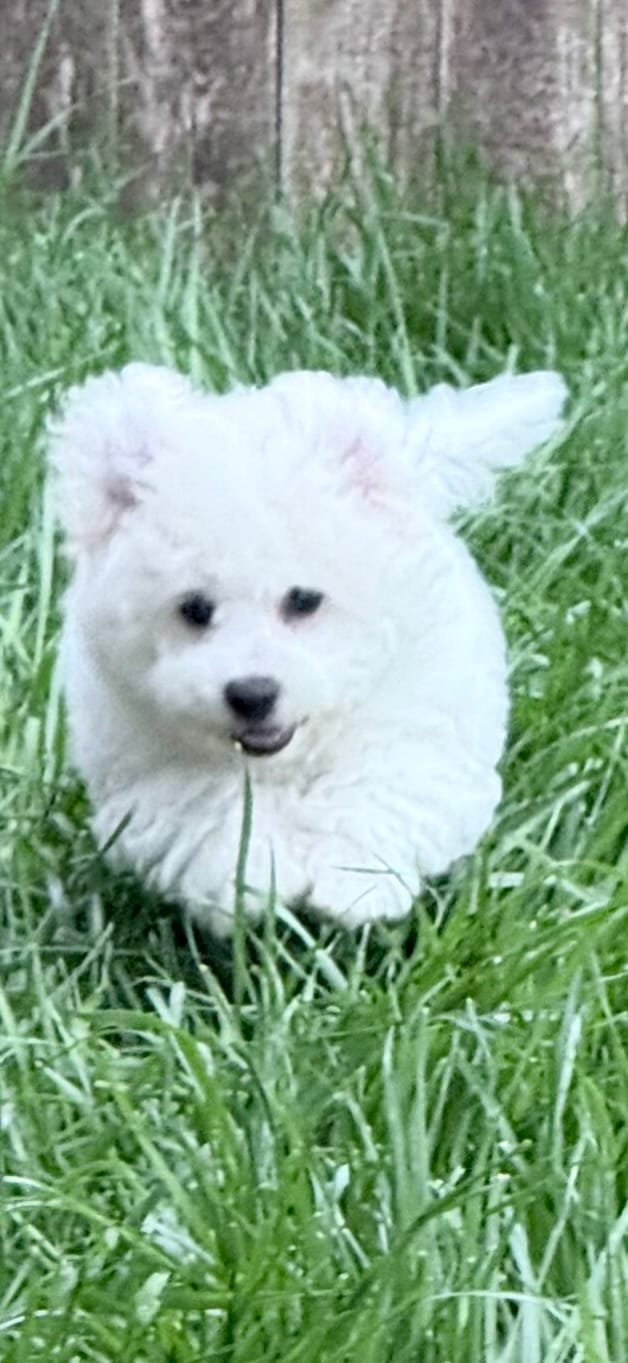 Blanco snow – Bichon Frise puppy for sale in Royse City, TX