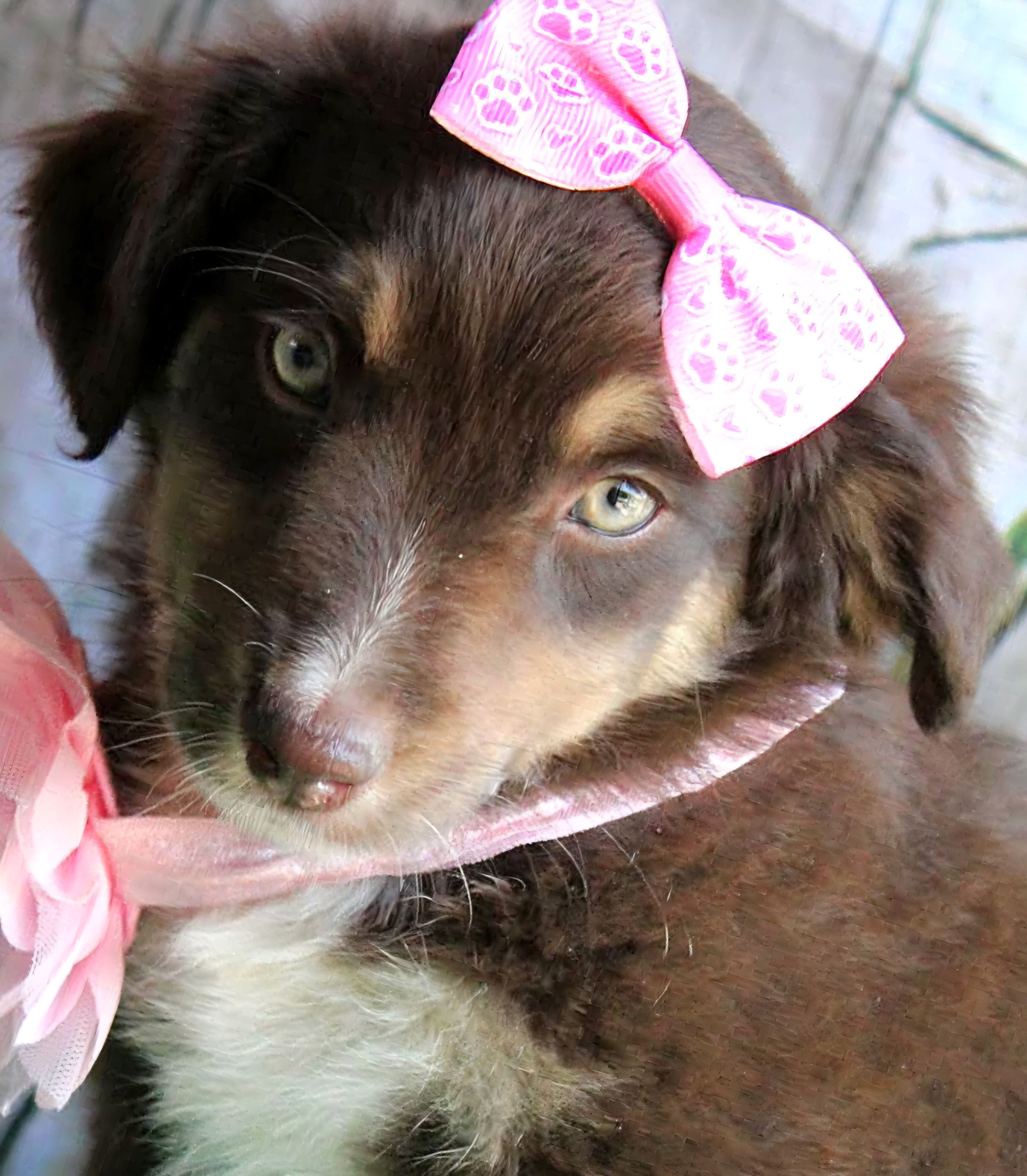 YourGreenEyedGirl – Australian Shepherd puppy for sale in Homer, GA