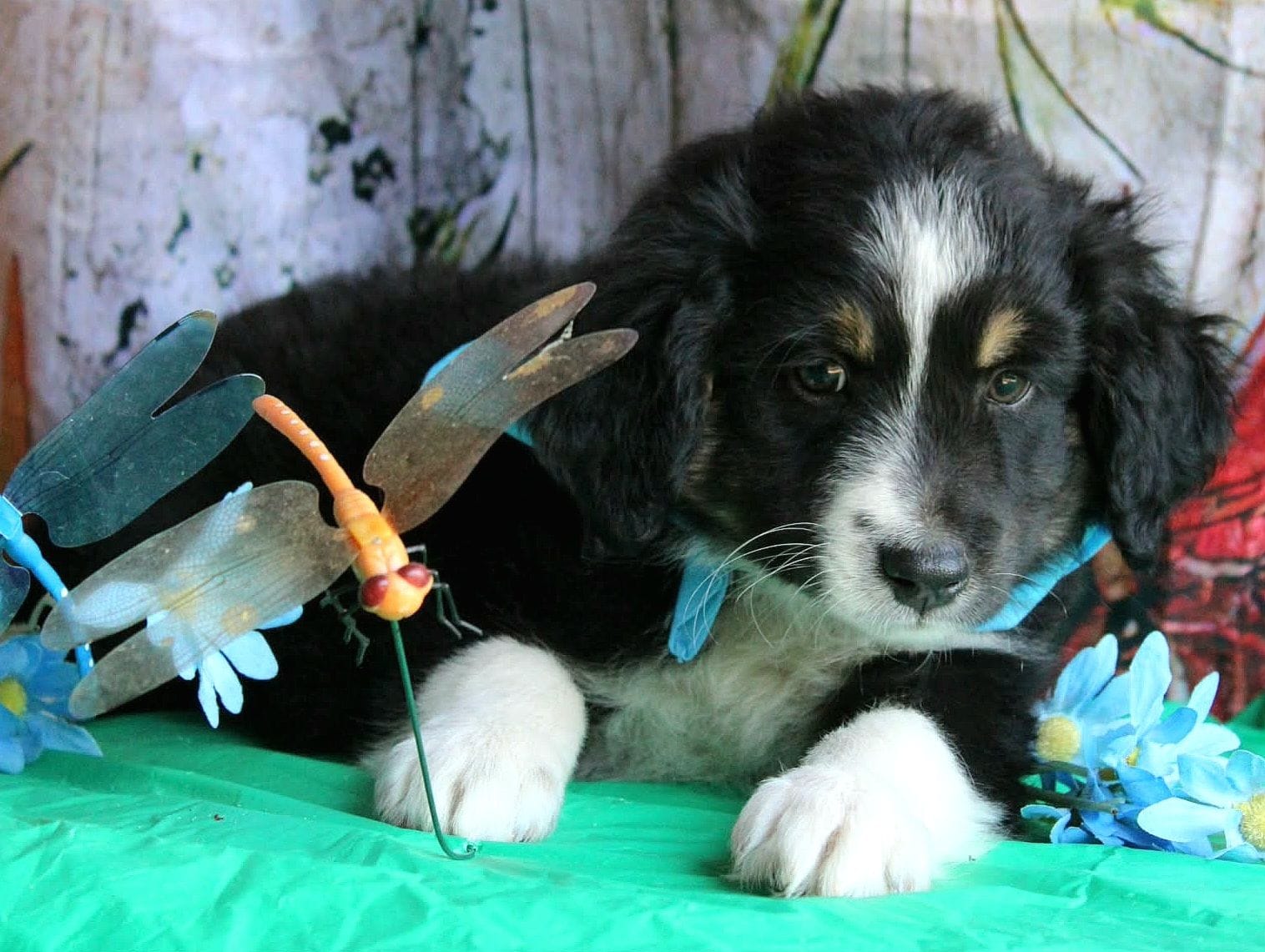 HandSomeBoy – Australian Shepherd puppy for sale in Homer, GA