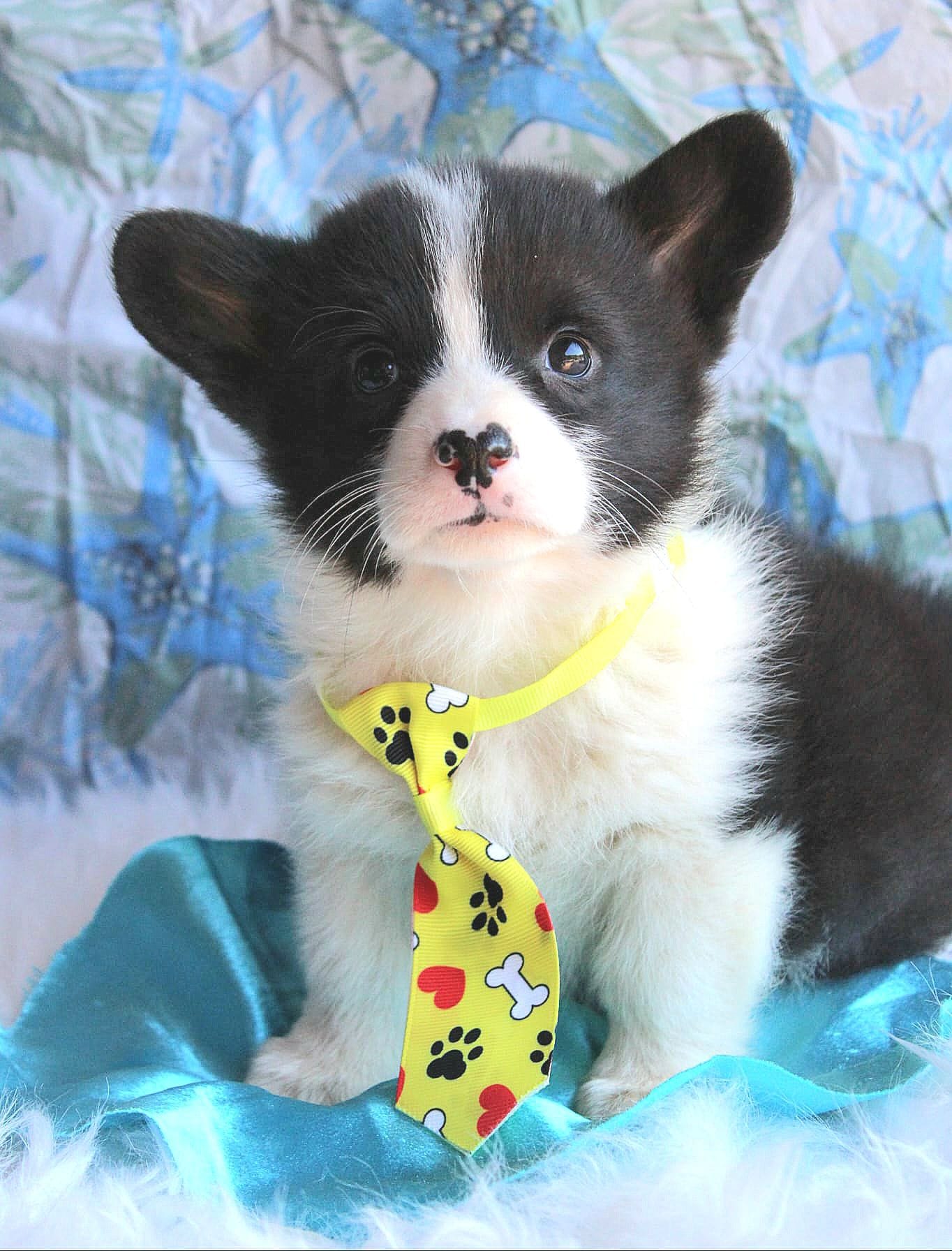 Dumplings  – Pembroke Welsh Corgi puppy for sale in Homer, GA