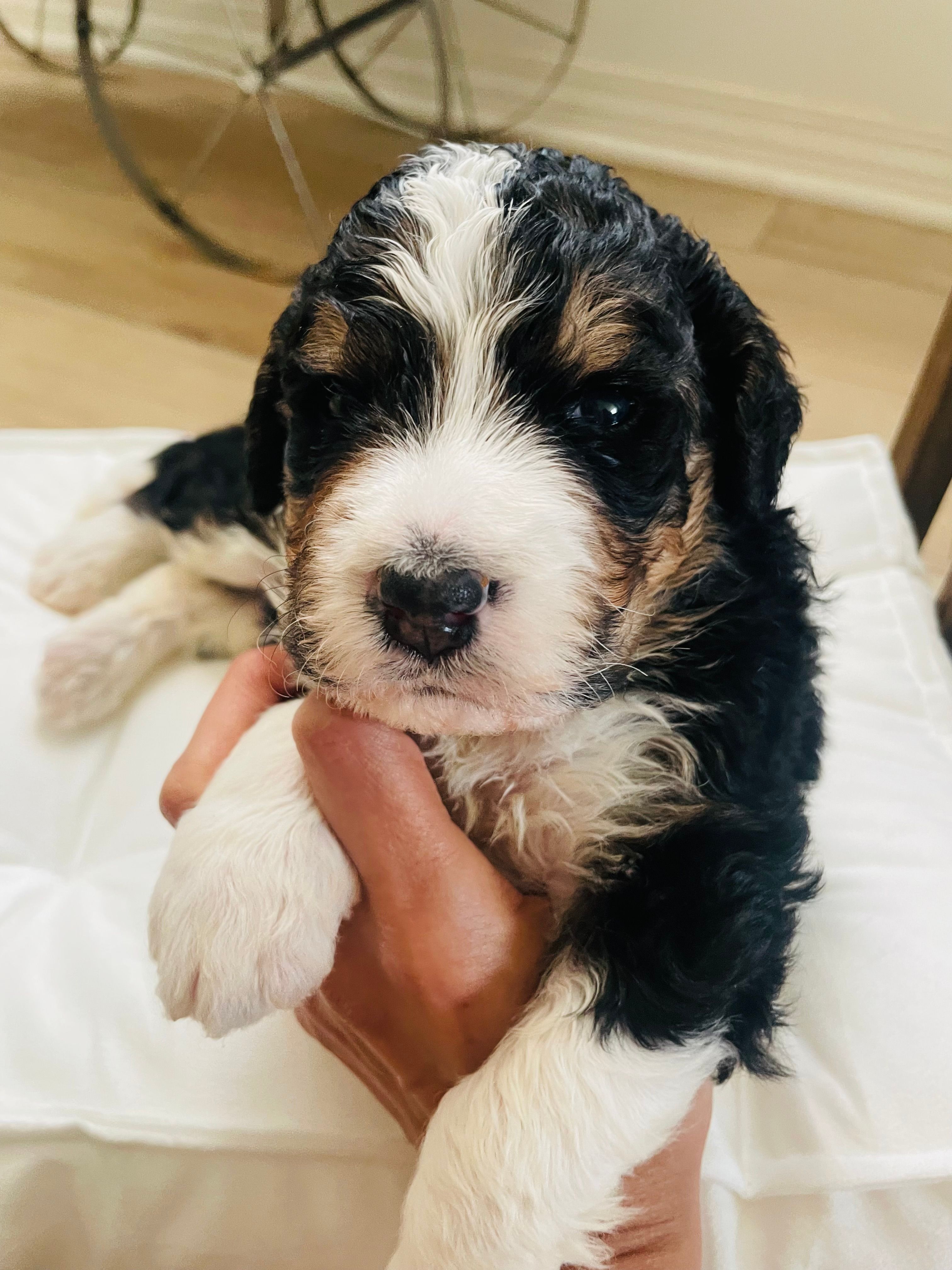 Titan  – Bernedoodle puppy for sale in Calimesa, CA