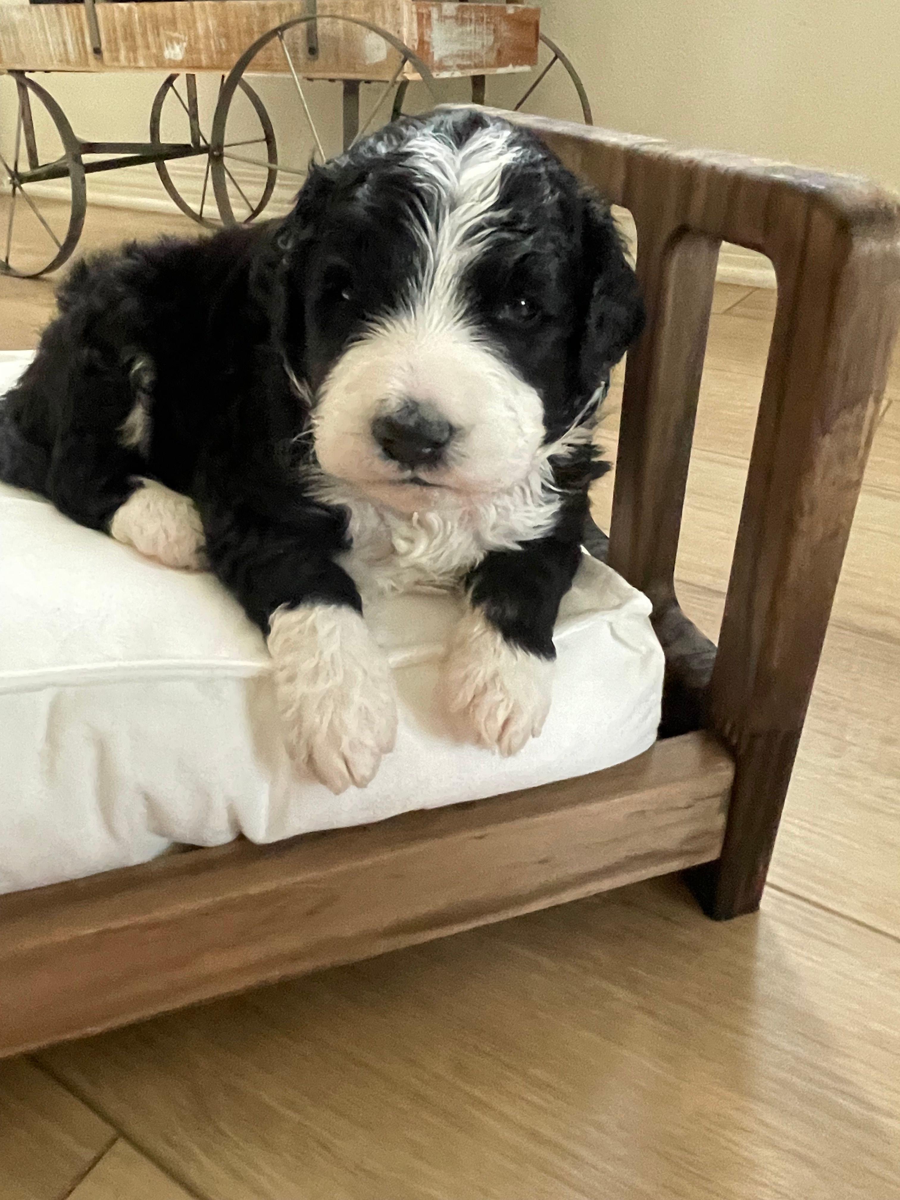 Nala – Bernedoodle puppy for sale in Calimesa, CA