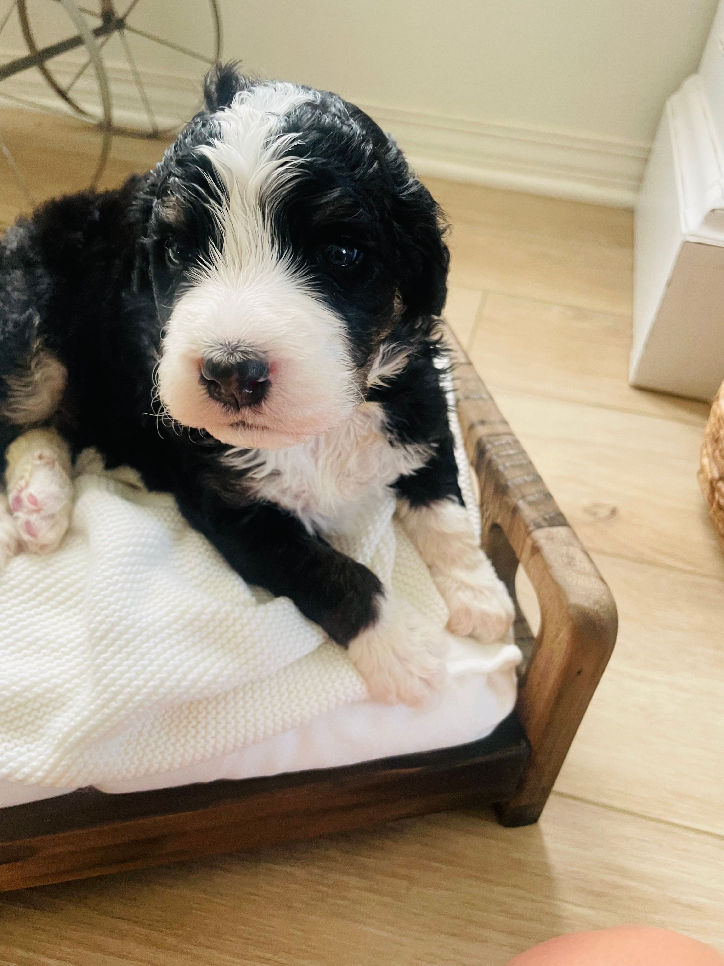 Rocket  – Bernedoodle puppy for sale in Calimesa, CA