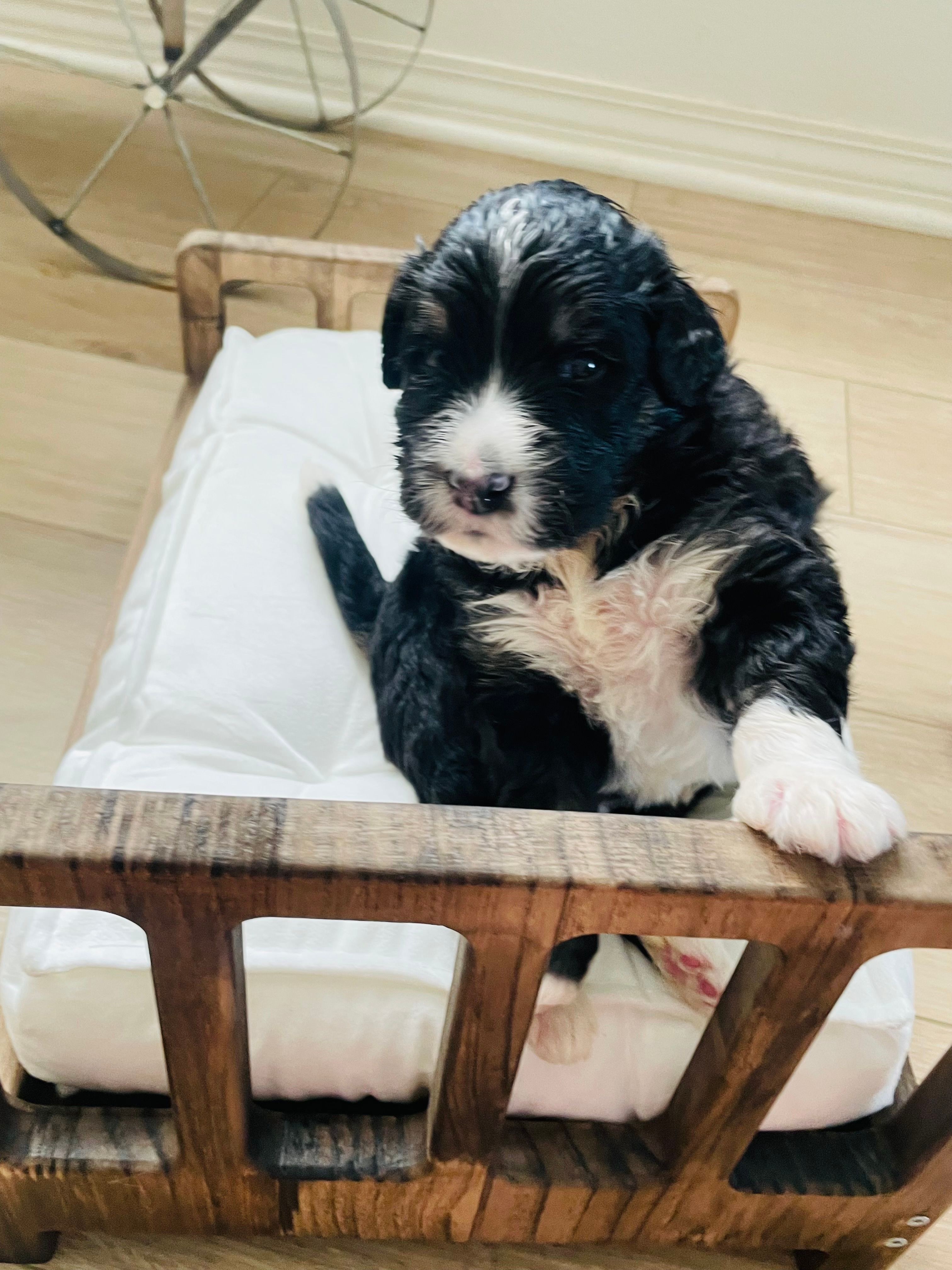 Tucker – Bernedoodle puppy for sale in Calimesa, CA