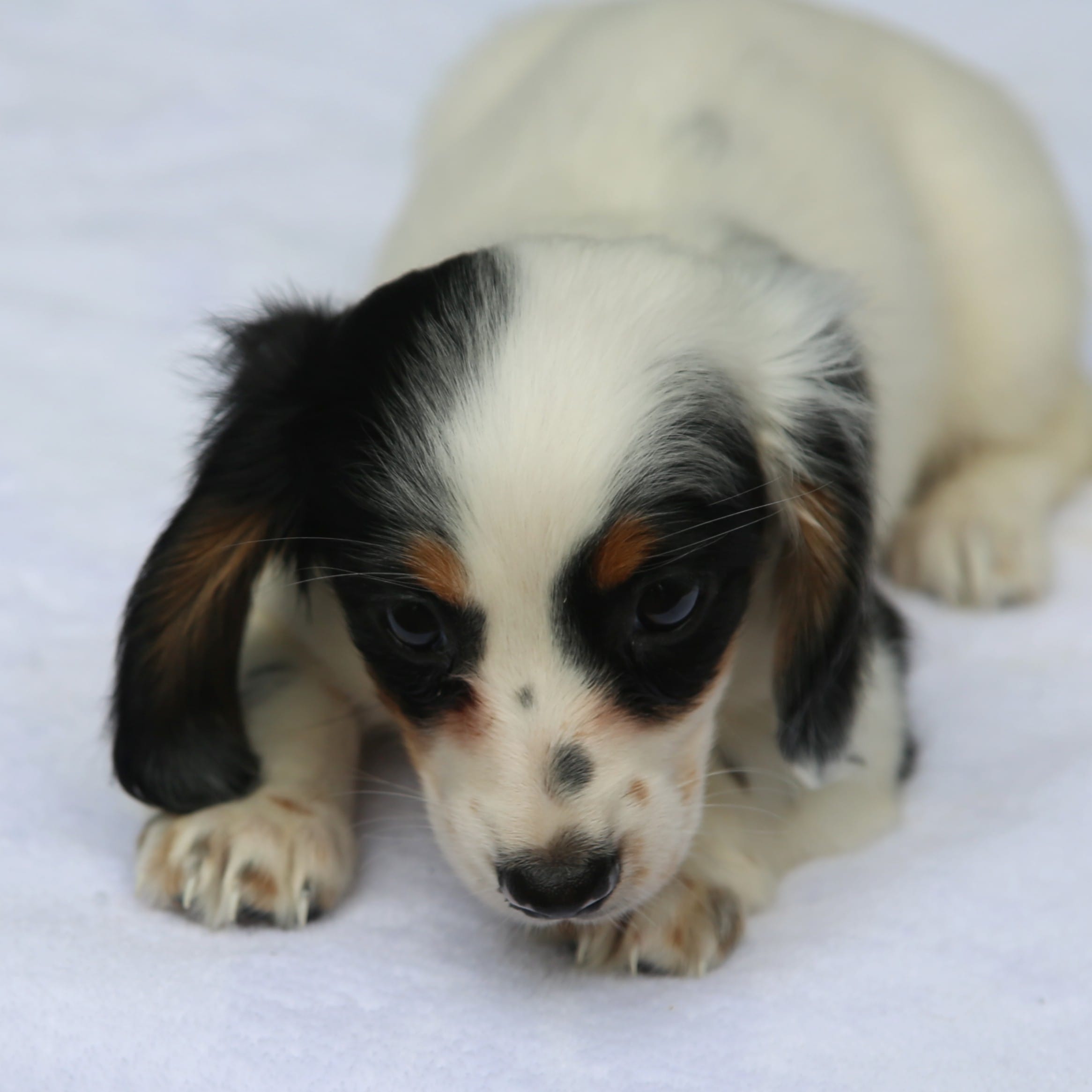 GabiPieF – Dachshund puppy for sale in Mabank, TX