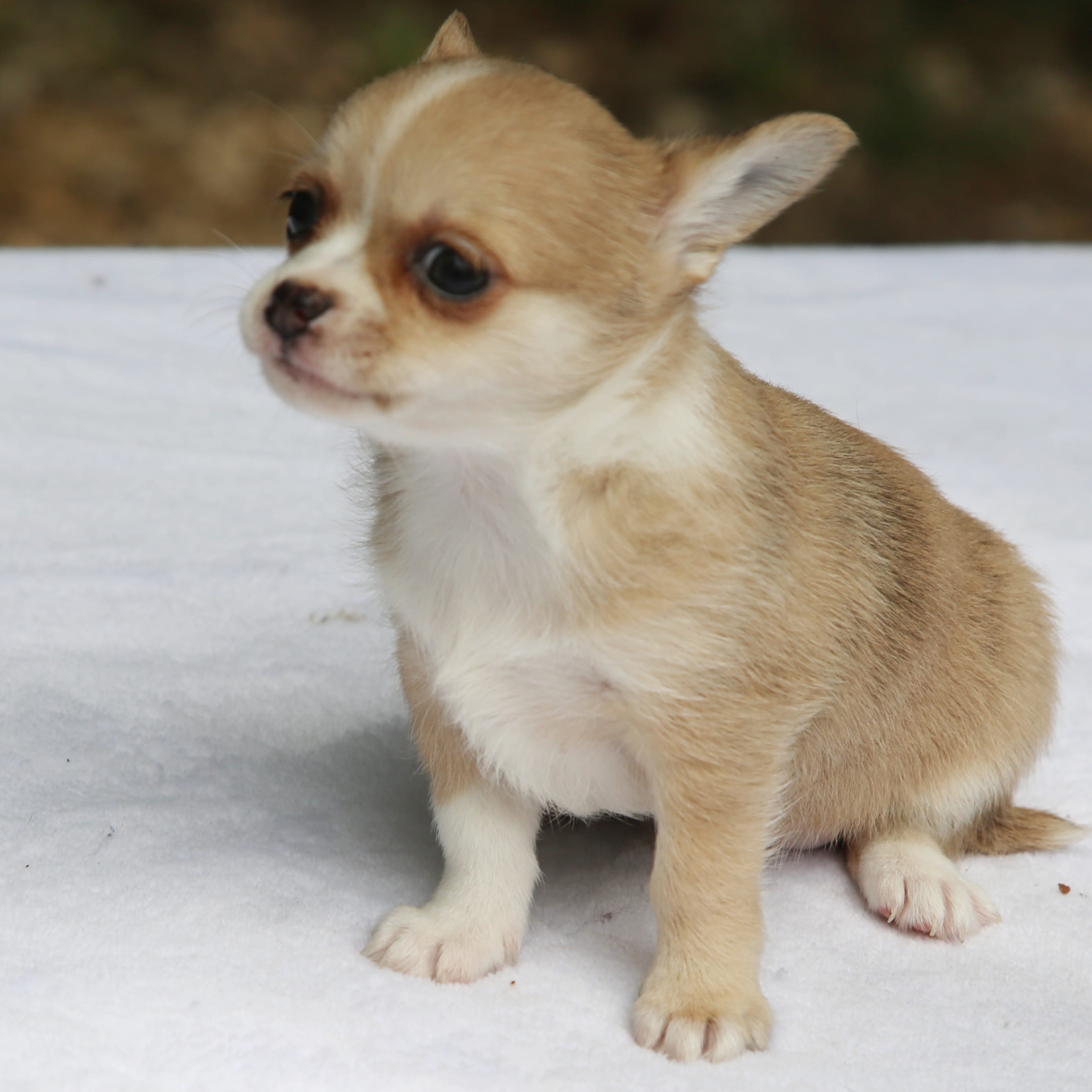 LeilaRdMerleF – Chihuahua puppy for sale in Mabank, TX