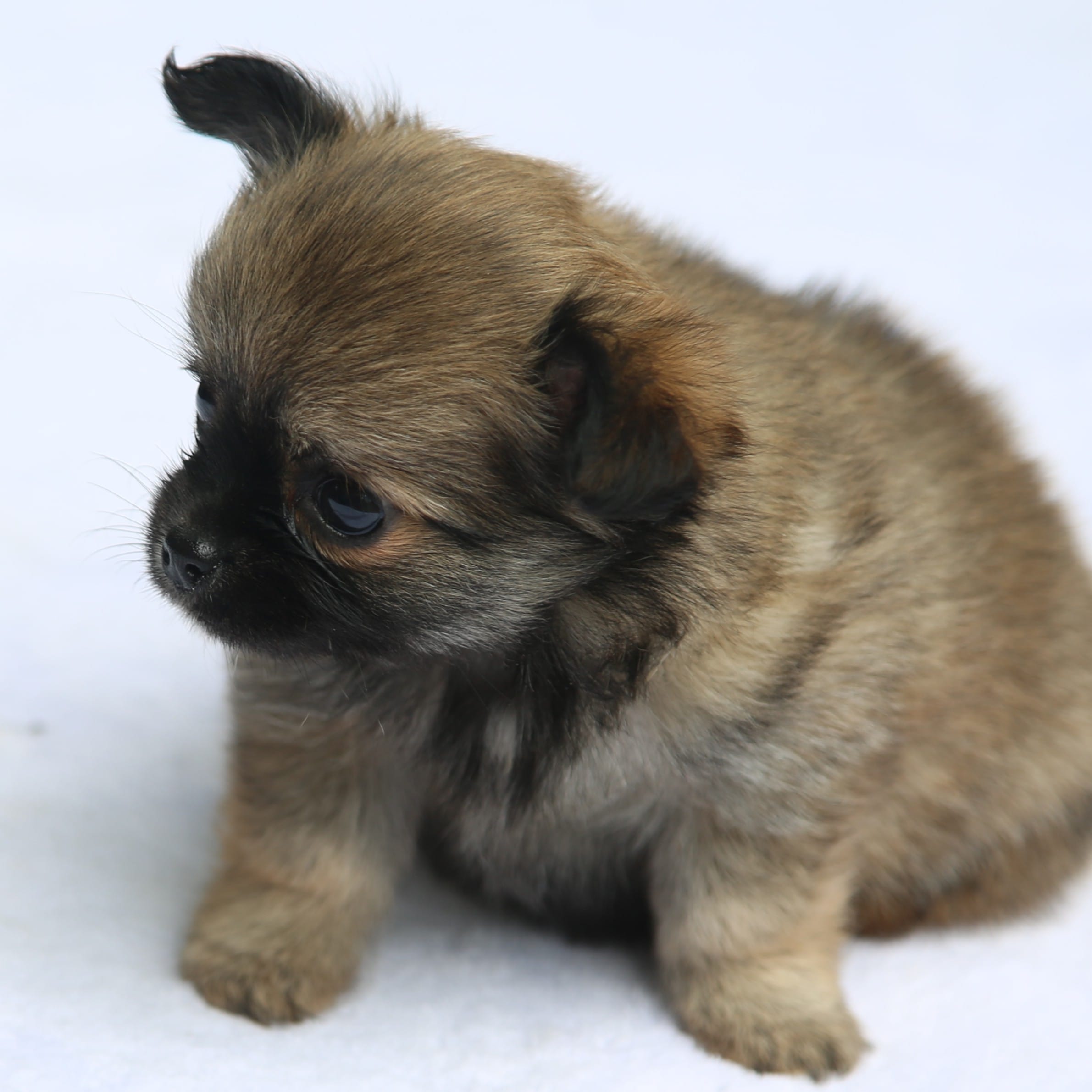 LeilaRdF – Chihuahua puppy for sale in Mabank, TX