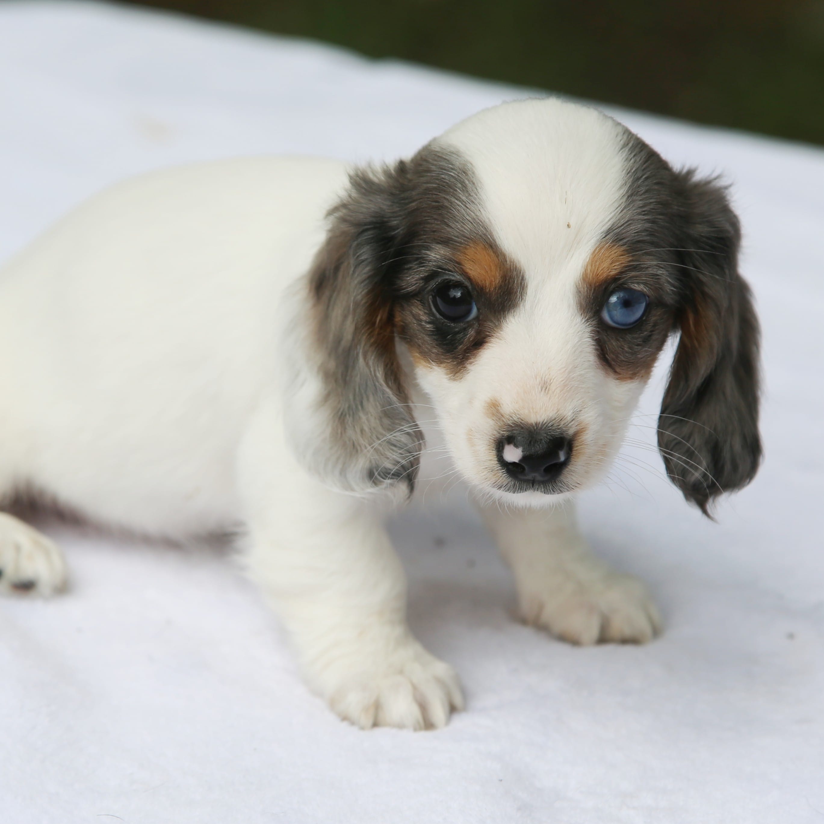 PheobeF  – Dachshund puppy for sale in Mabank, TX