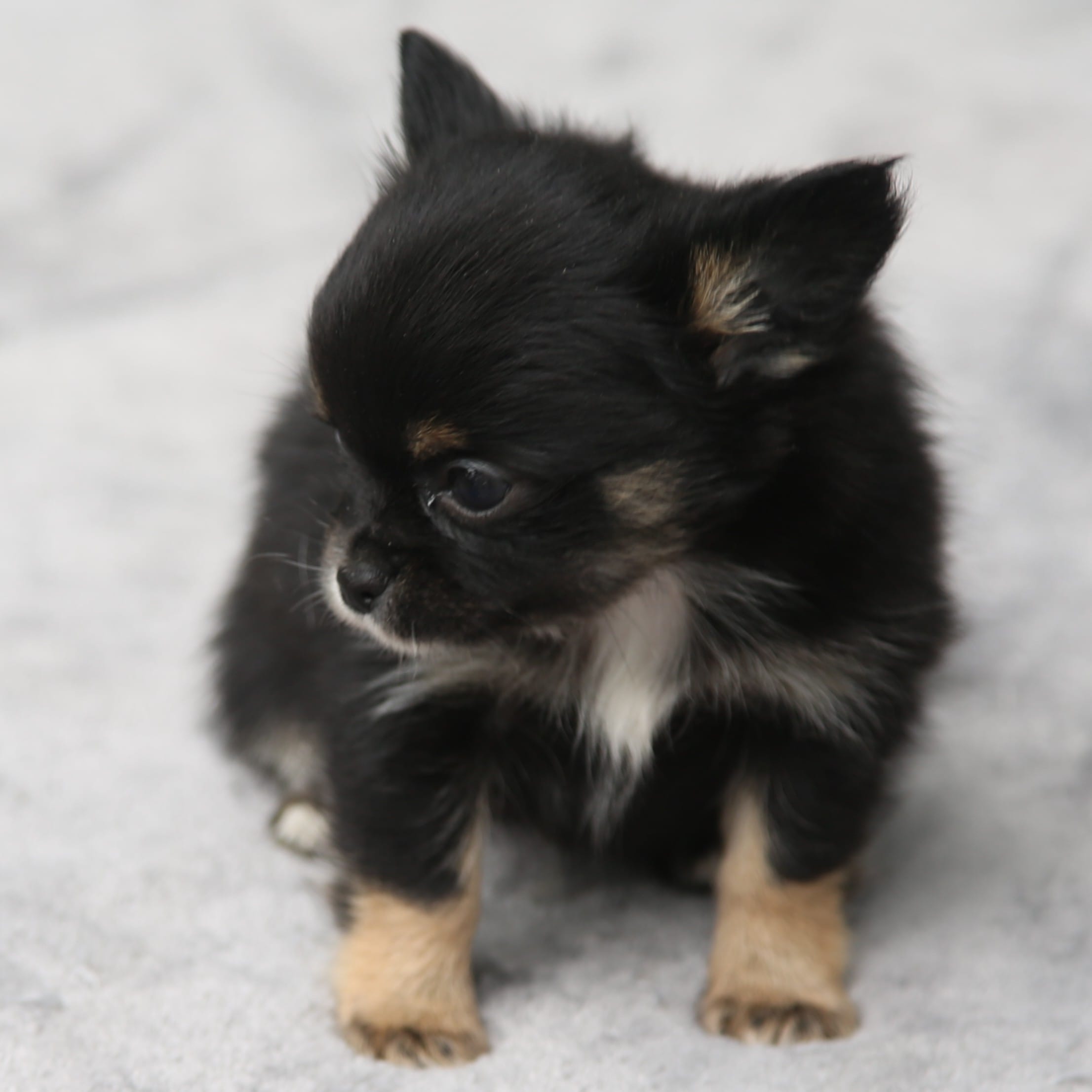 LeilaBlkM – Chihuahua puppy for sale in Mabank, TX