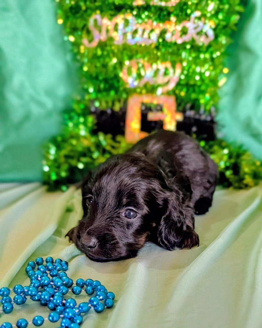  Male Puppy 3 – Miniature Dachshund puppy for sale in Arizona, AZ