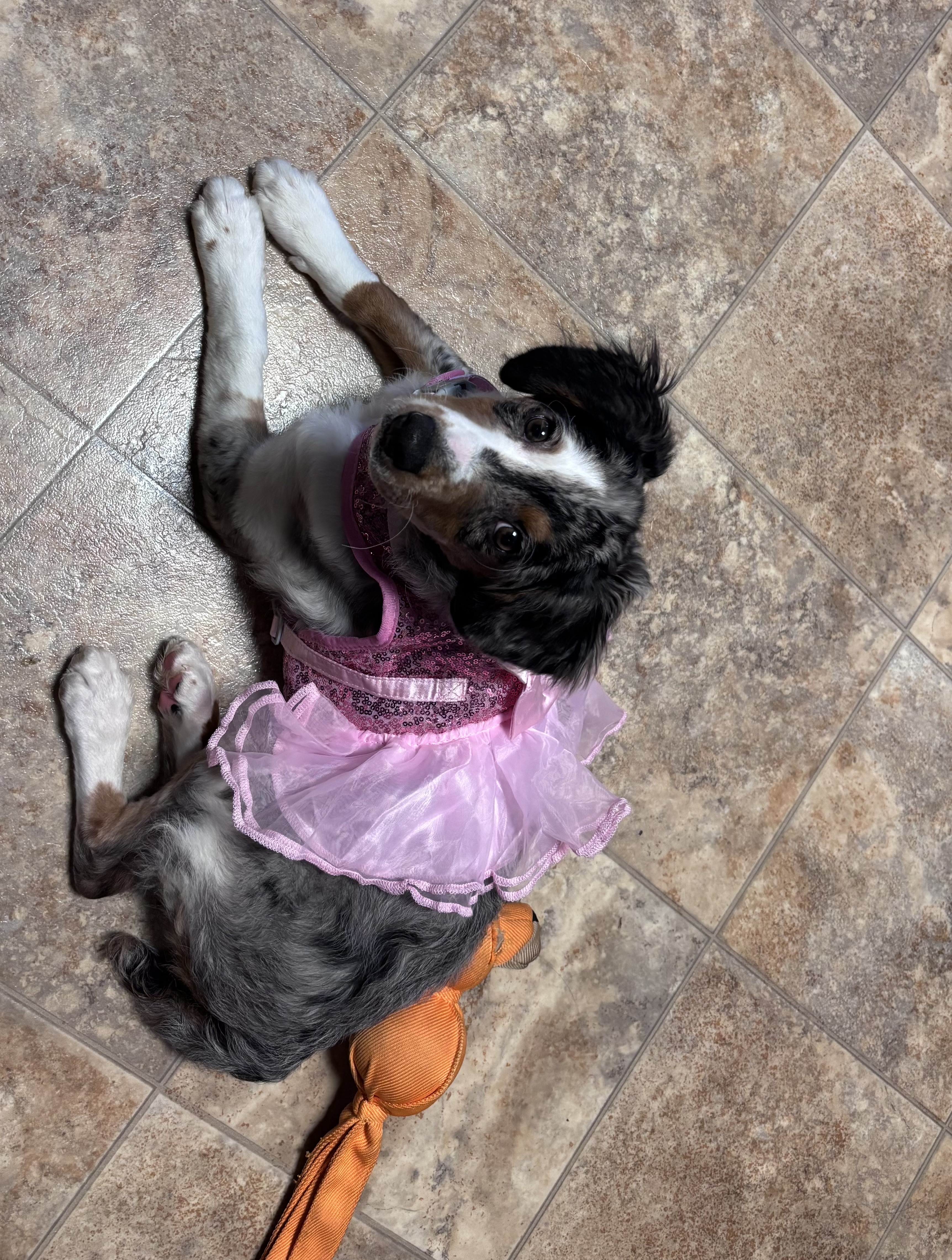 Annabelle – Aussiedoodle puppy for sale in Athens, TN