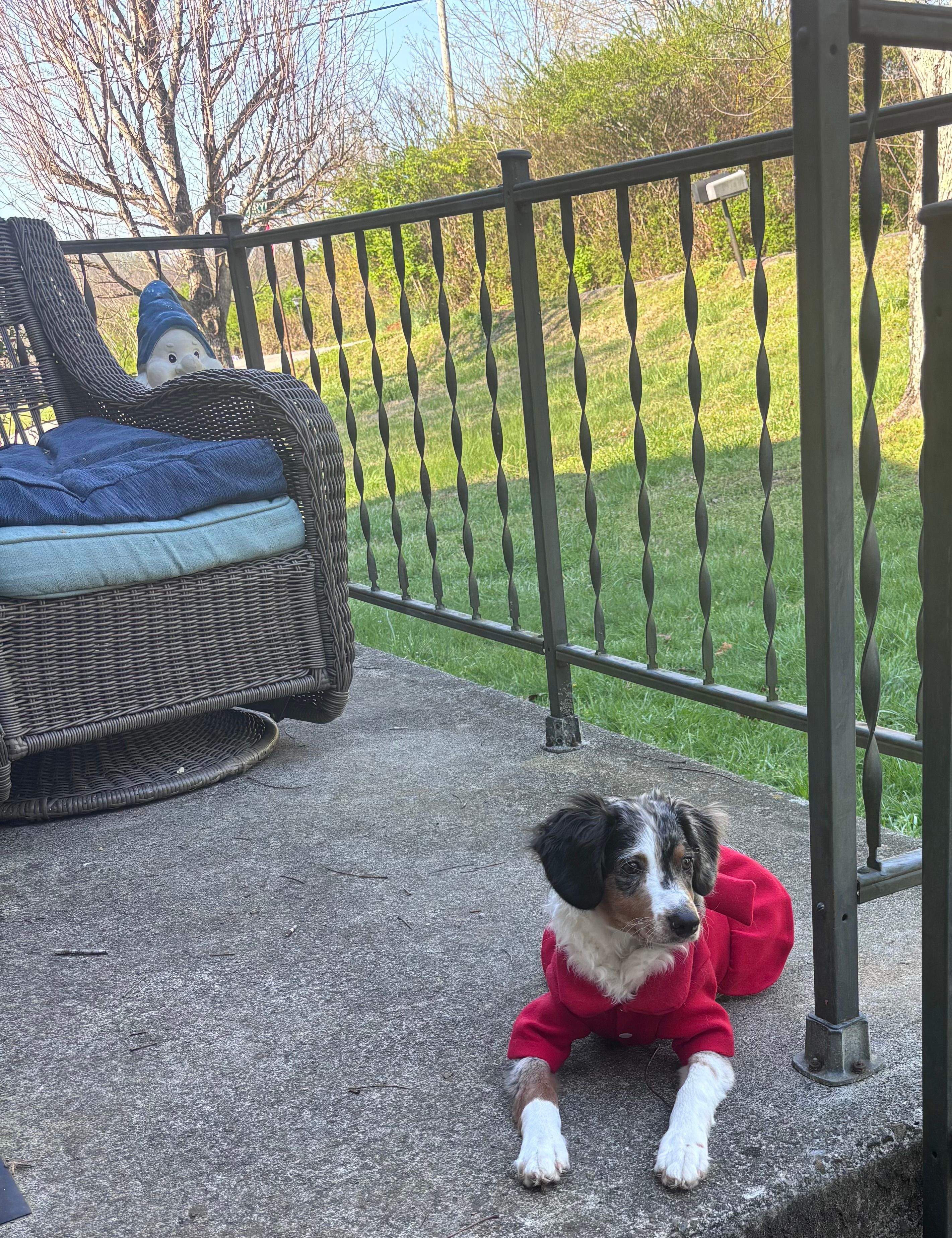 Annabelle – Miniature Aussiedoodle puppy for sale in Athens, TN