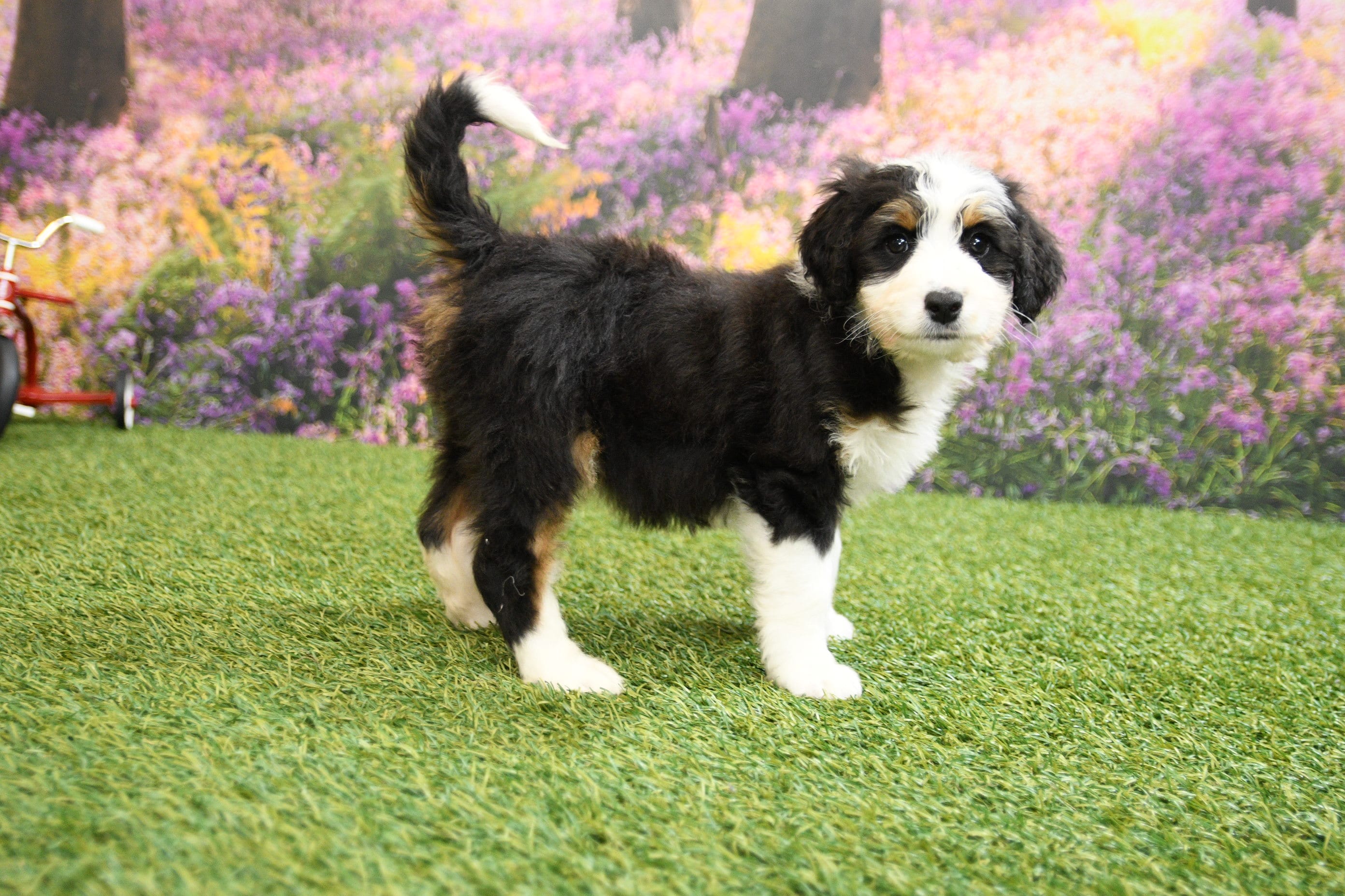Chloe – Miniature Bernedoodle puppy for sale in Arthur, IL