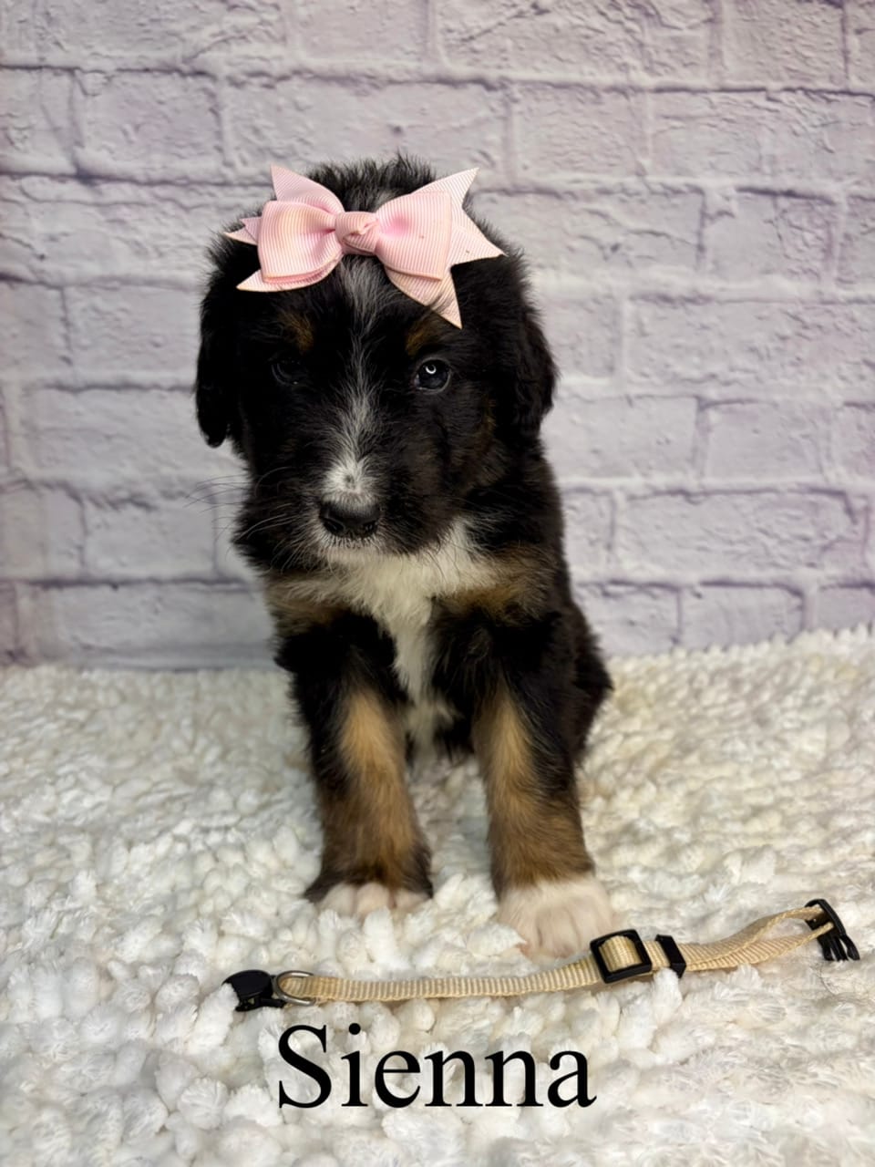 Sienna- Standard F1 – Bernedoodle puppy for sale in Columbia City, IN