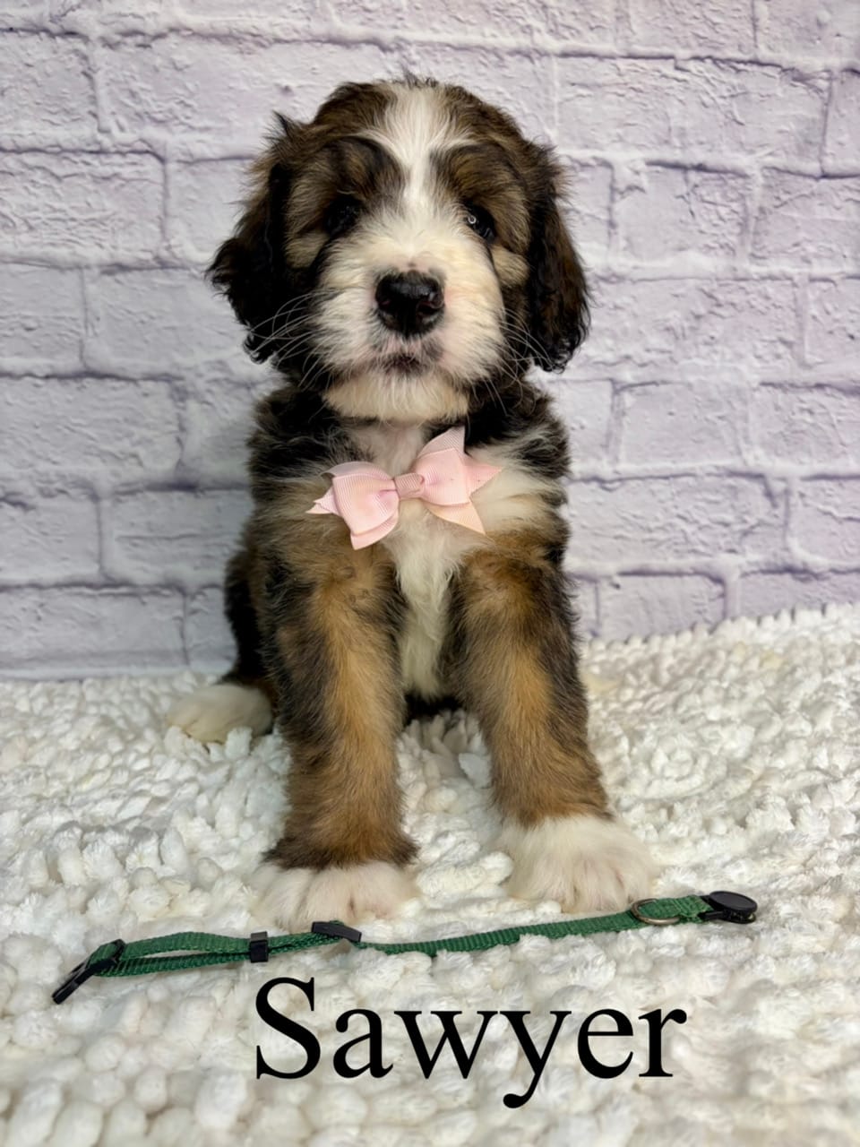 Sawyer- Standard F1 – Bernedoodle puppy for sale in Columbia City, IN