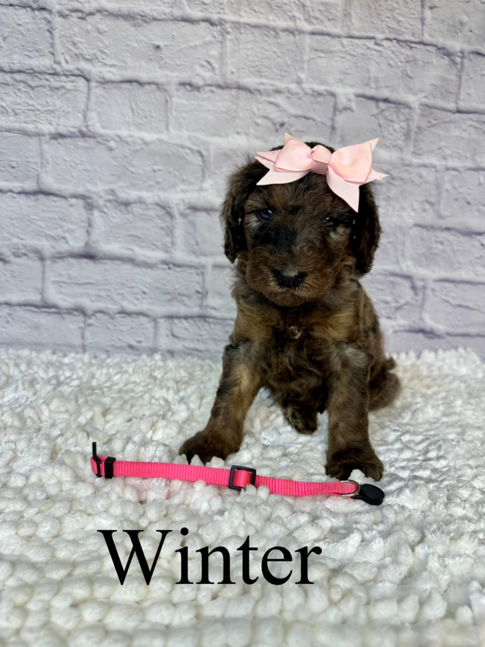Winter- Standard F1B – Goldendoodle puppy for sale in Columbia City, IN