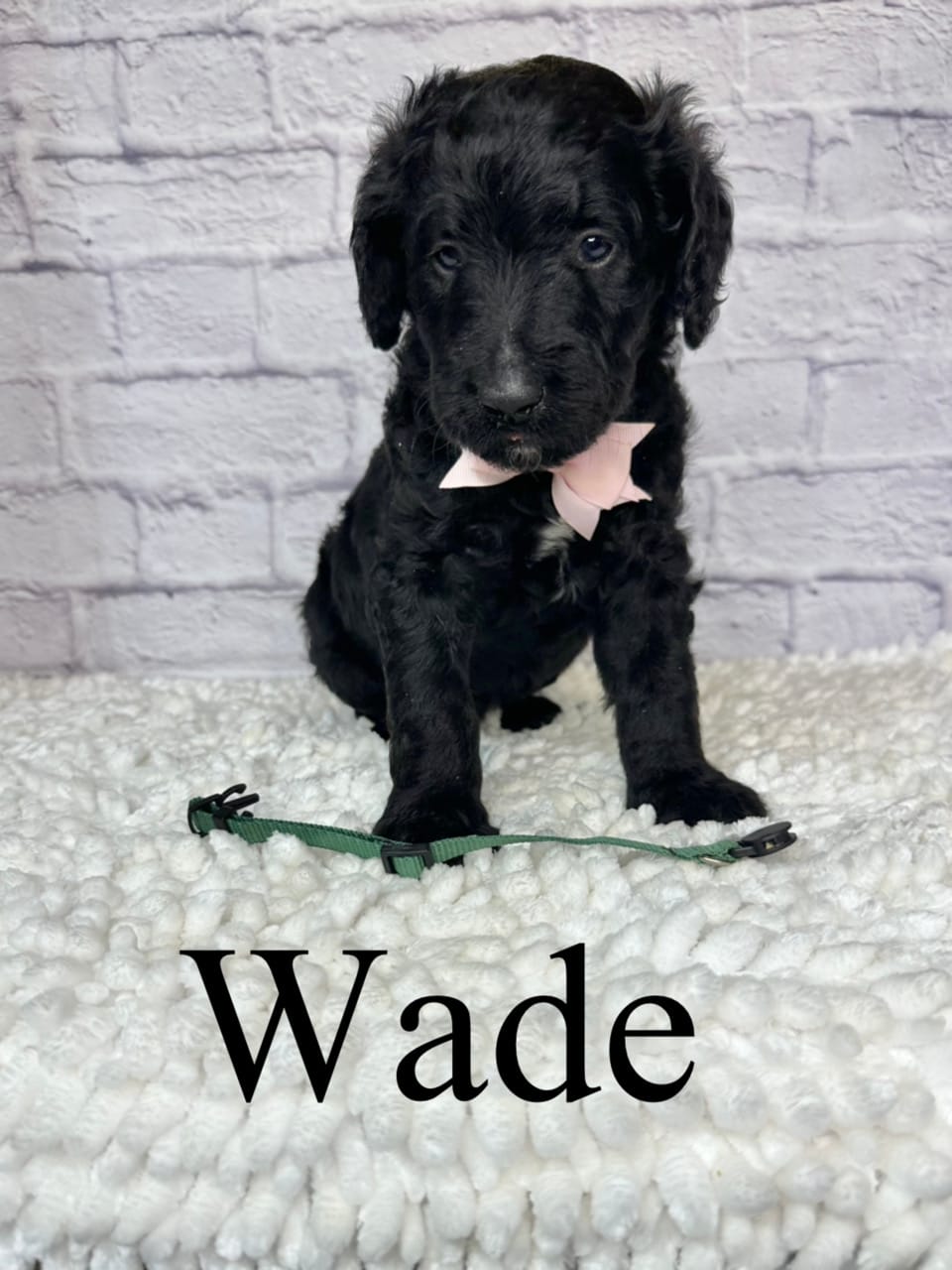Wade- Standard F1B – Goldendoodle puppy for sale in Columbia City, IN
