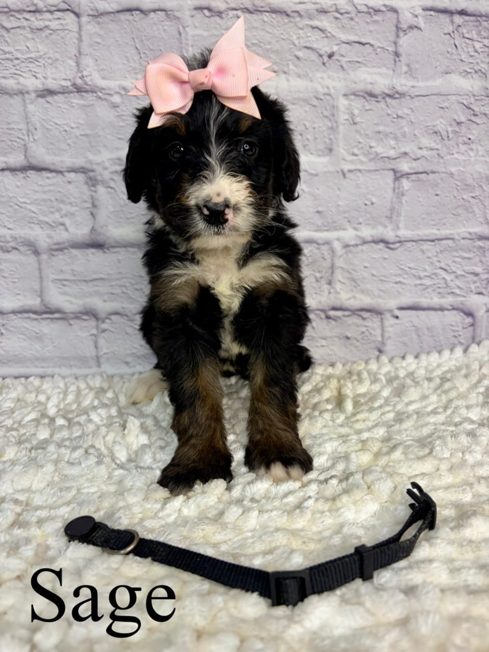 Sage- Standard F1 – Bernedoodle puppy for sale in Columbia City, IN