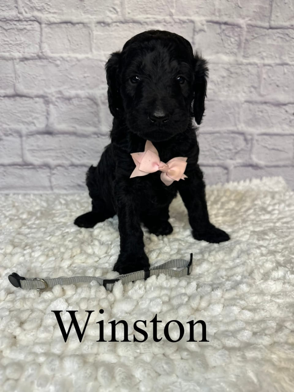 Winston- Standard F1B – Goldendoodle puppy for sale in Columbia City, IN