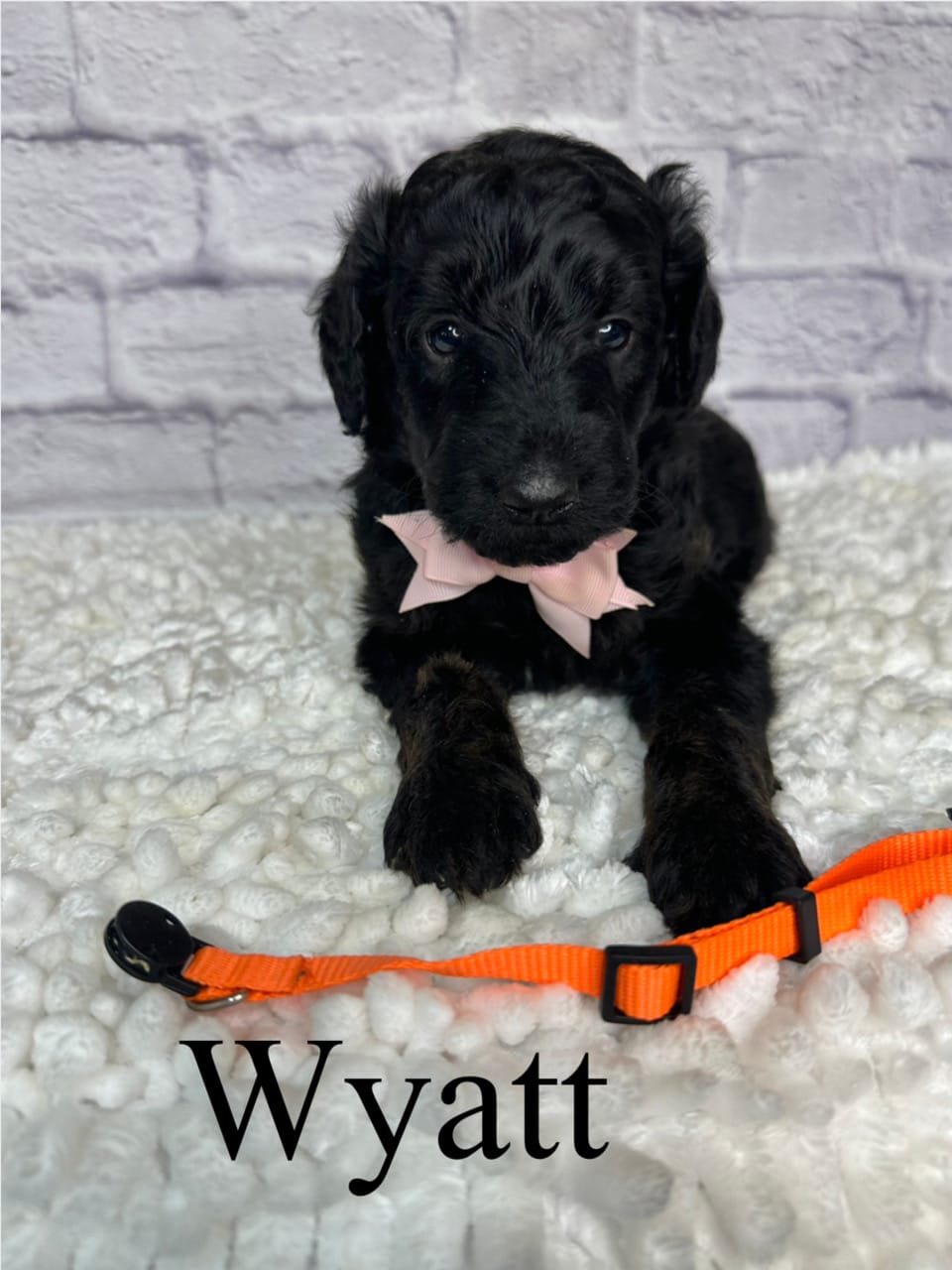 Wyatt- Standard F1B – Goldendoodle puppy for sale in Columbia City, IN