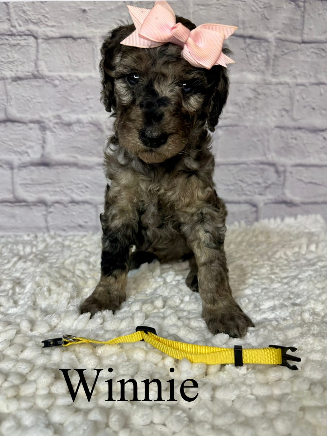 Winnie- Standard F1B – Goldendoodle puppy for sale in Columbia City, IN