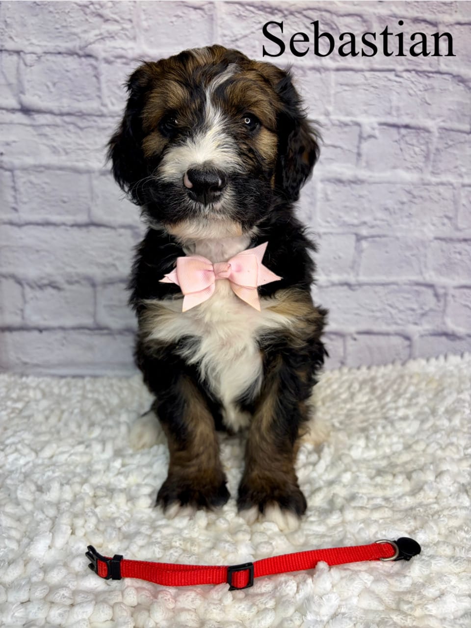 Sebastian- Standard F1 – Bernedoodle puppy for sale in Columbia City, IN