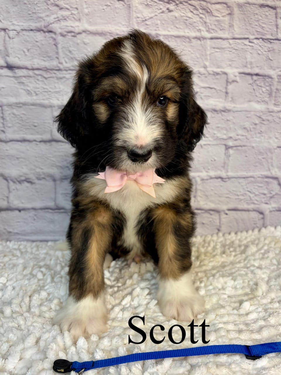 Scott- Standard F1 – Bernedoodle puppy for sale in Columbia City, IN