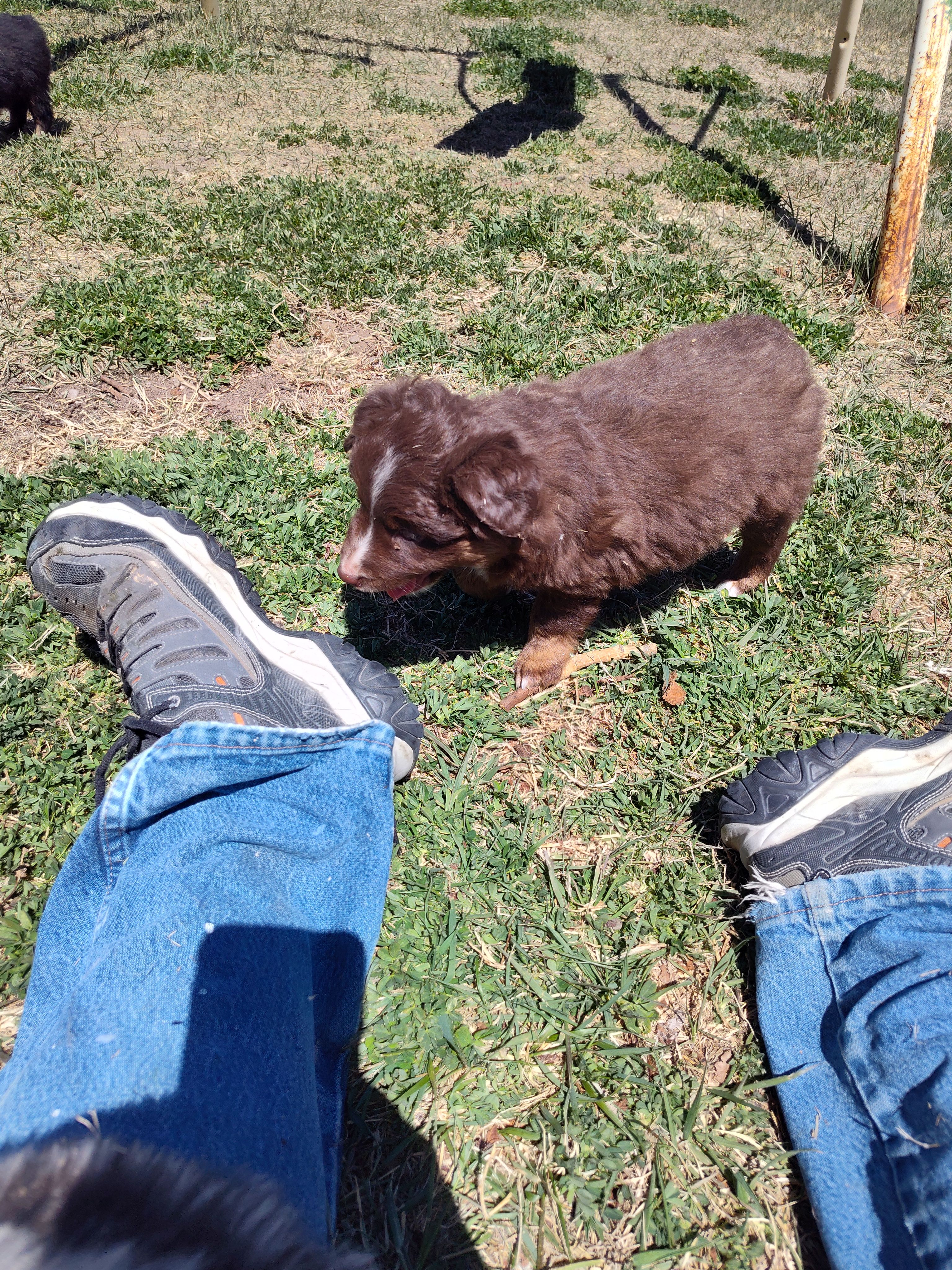 Hershey , a male Miniature Australian Shepherd for sale in Sanford, CO – Photo 5 of 5