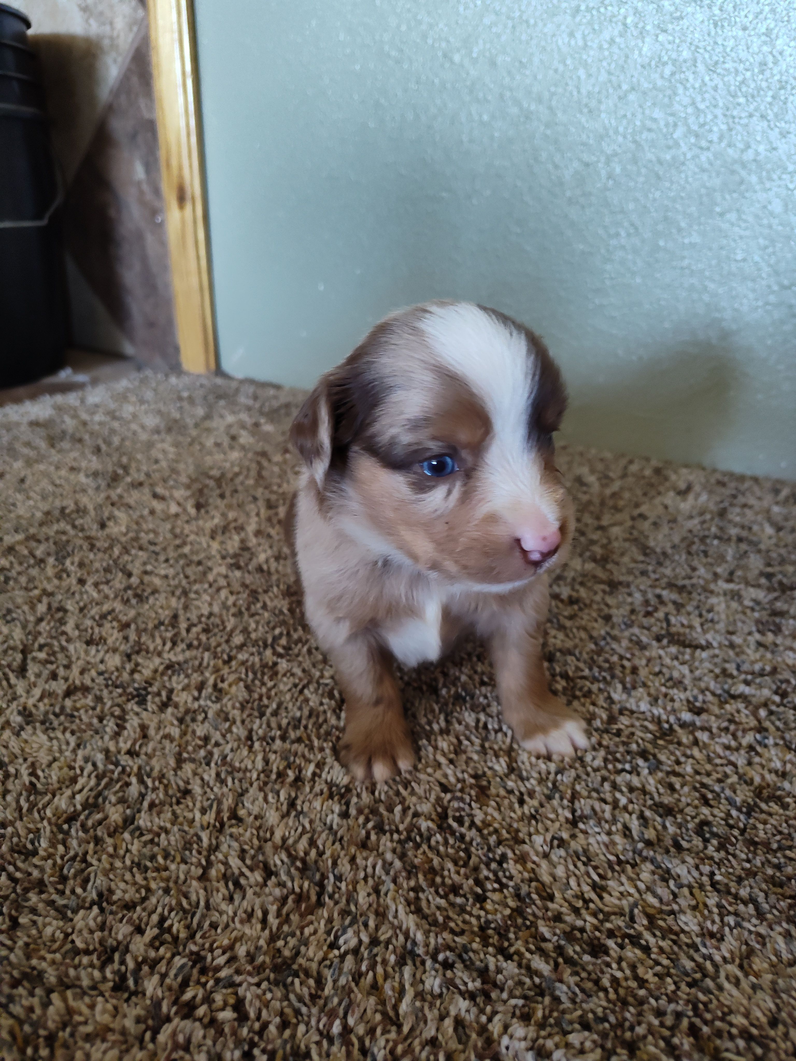 Coy – Miniature Australian Shepherd puppy for sale in Sanford, CO