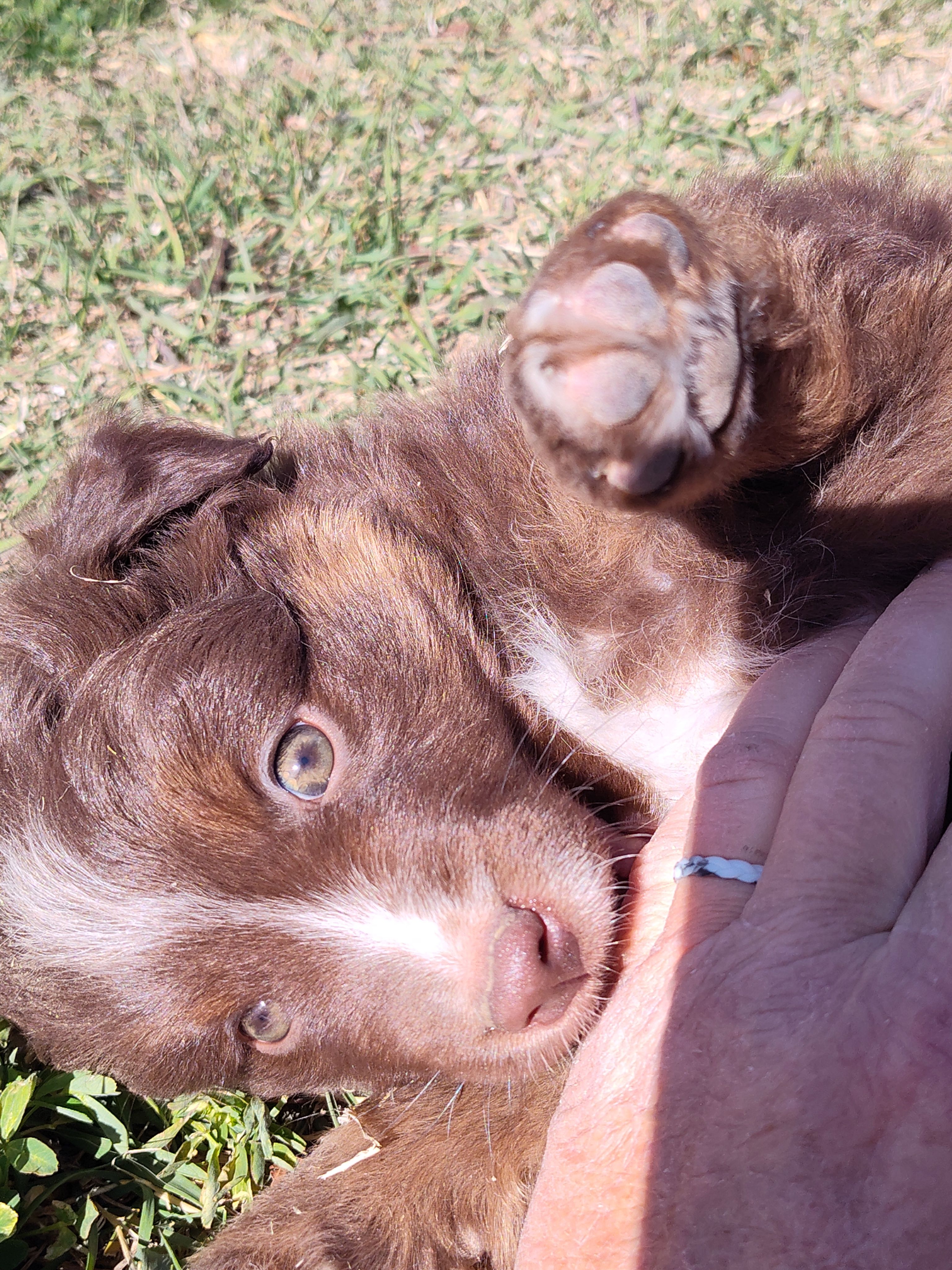 Hershey , a male Miniature Australian Shepherd for sale in Sanford, CO – Photo 2 of 5