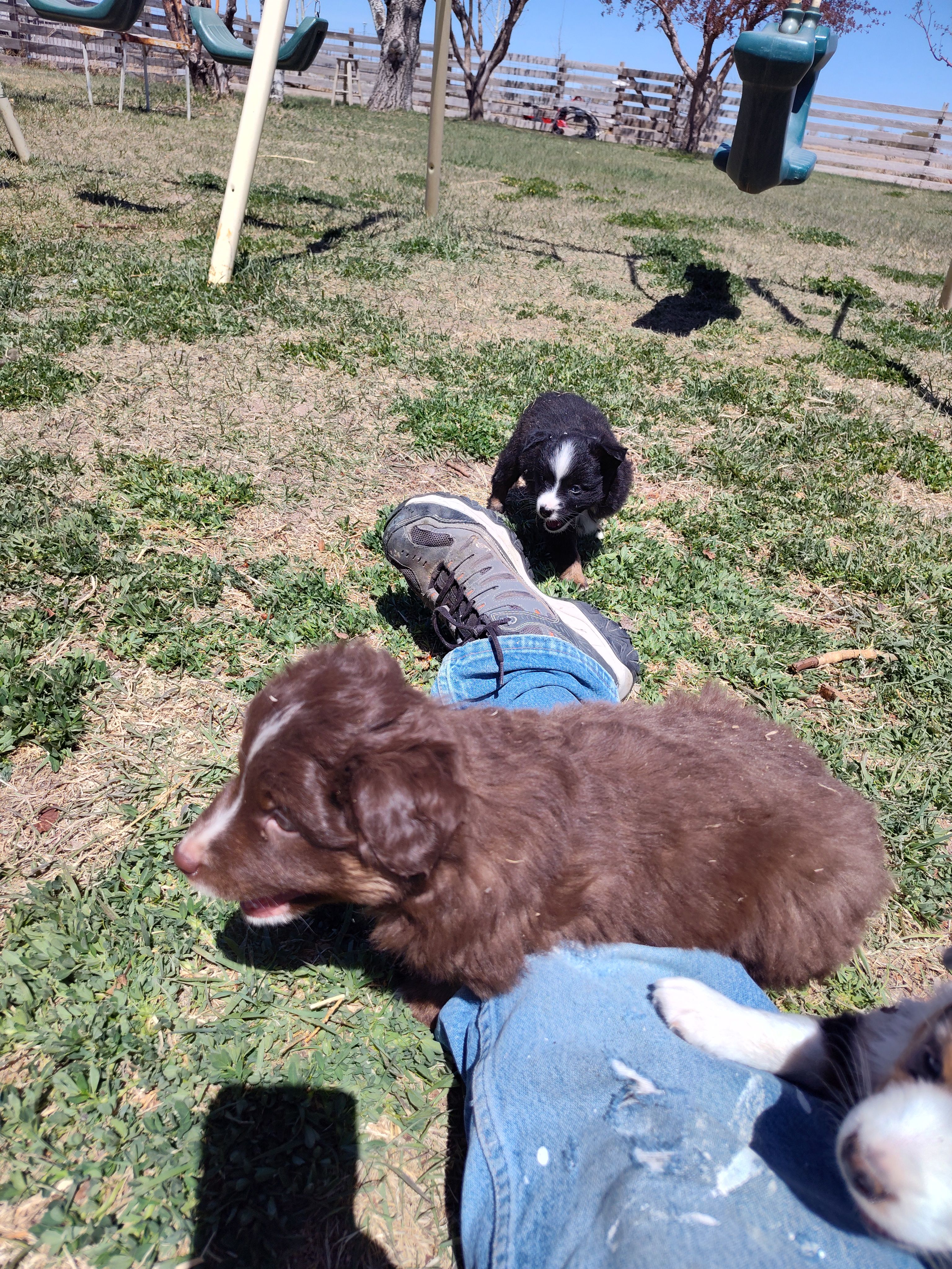 Tilly  – Miniature Australian Shepherd puppy for sale in Sanford, CO