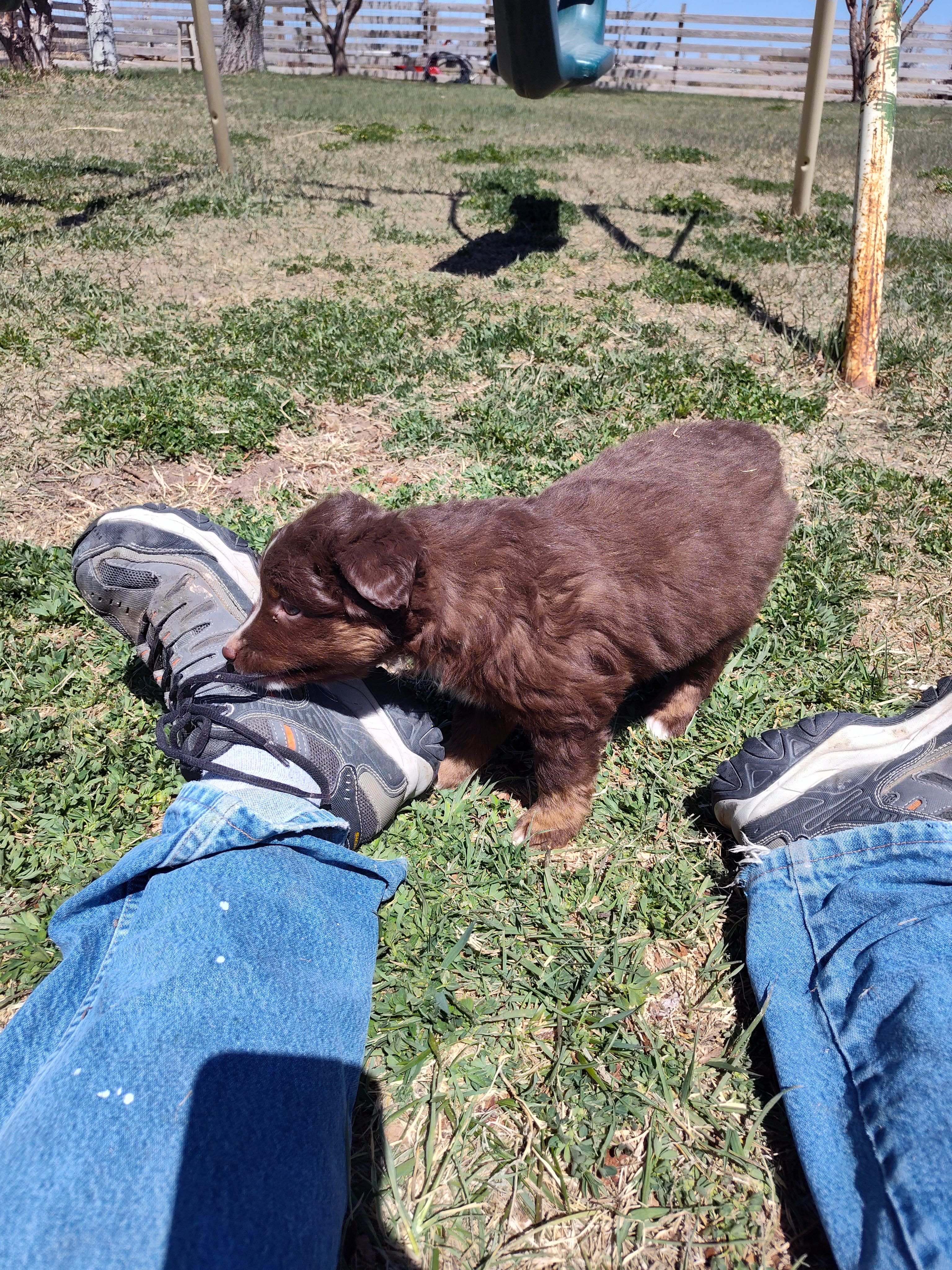 Hershey , a male Miniature Australian Shepherd for sale in Sanford, CO – Photo 3 of 5