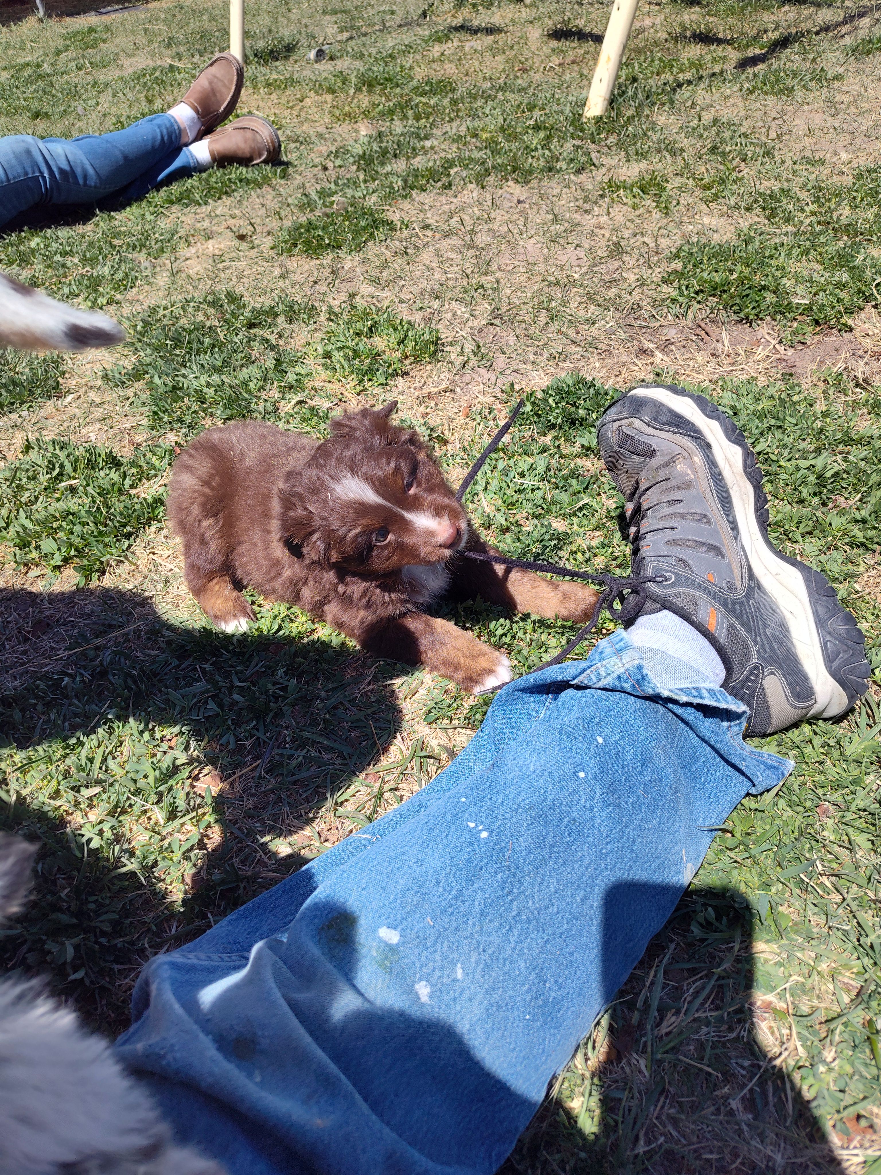 Hershey , a male Miniature Australian Shepherd for sale in Sanford, CO – Photo 4 of 5