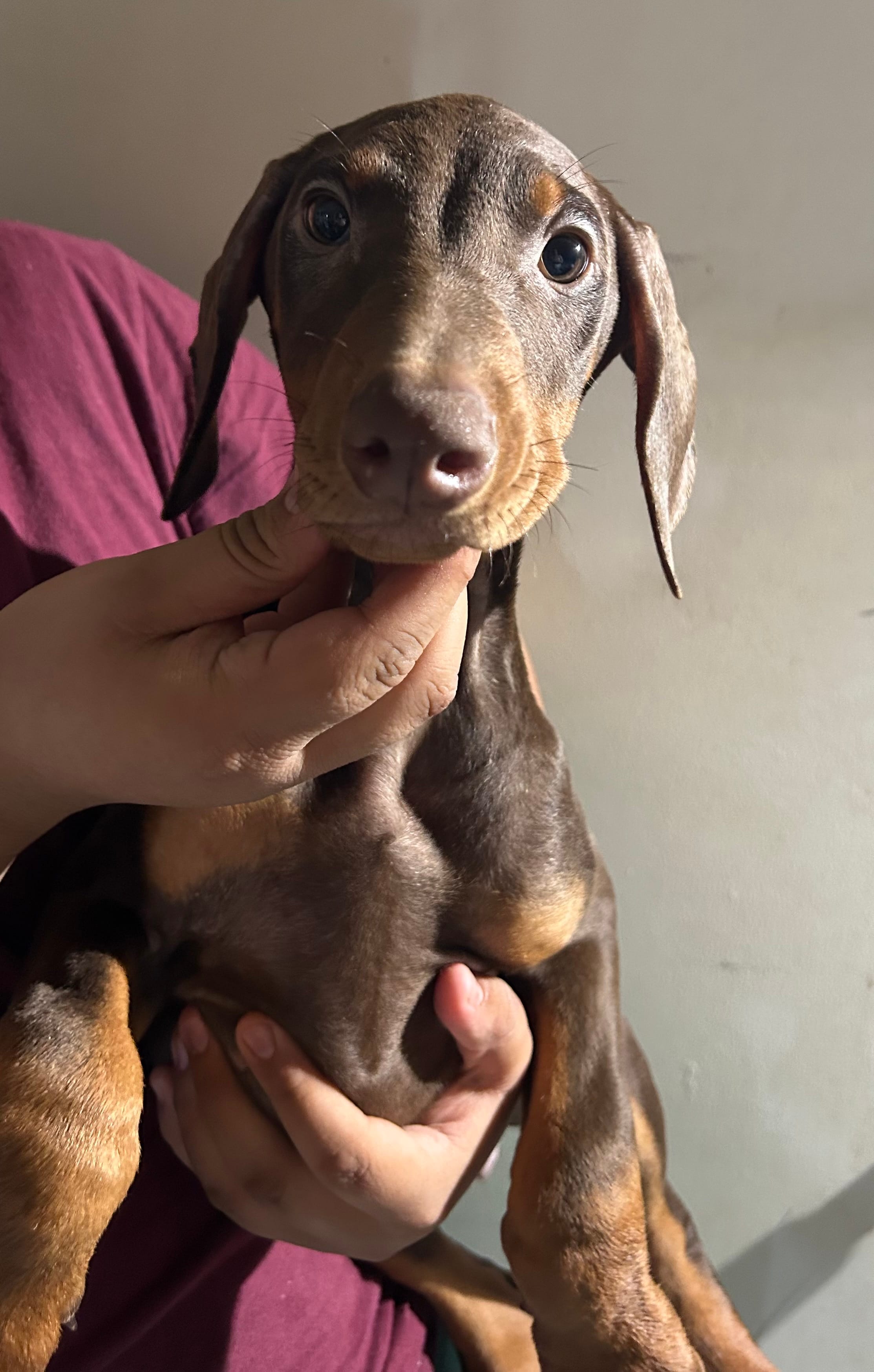Puppy – Doberman Pinscher puppy for sale in Los Angeles, CA