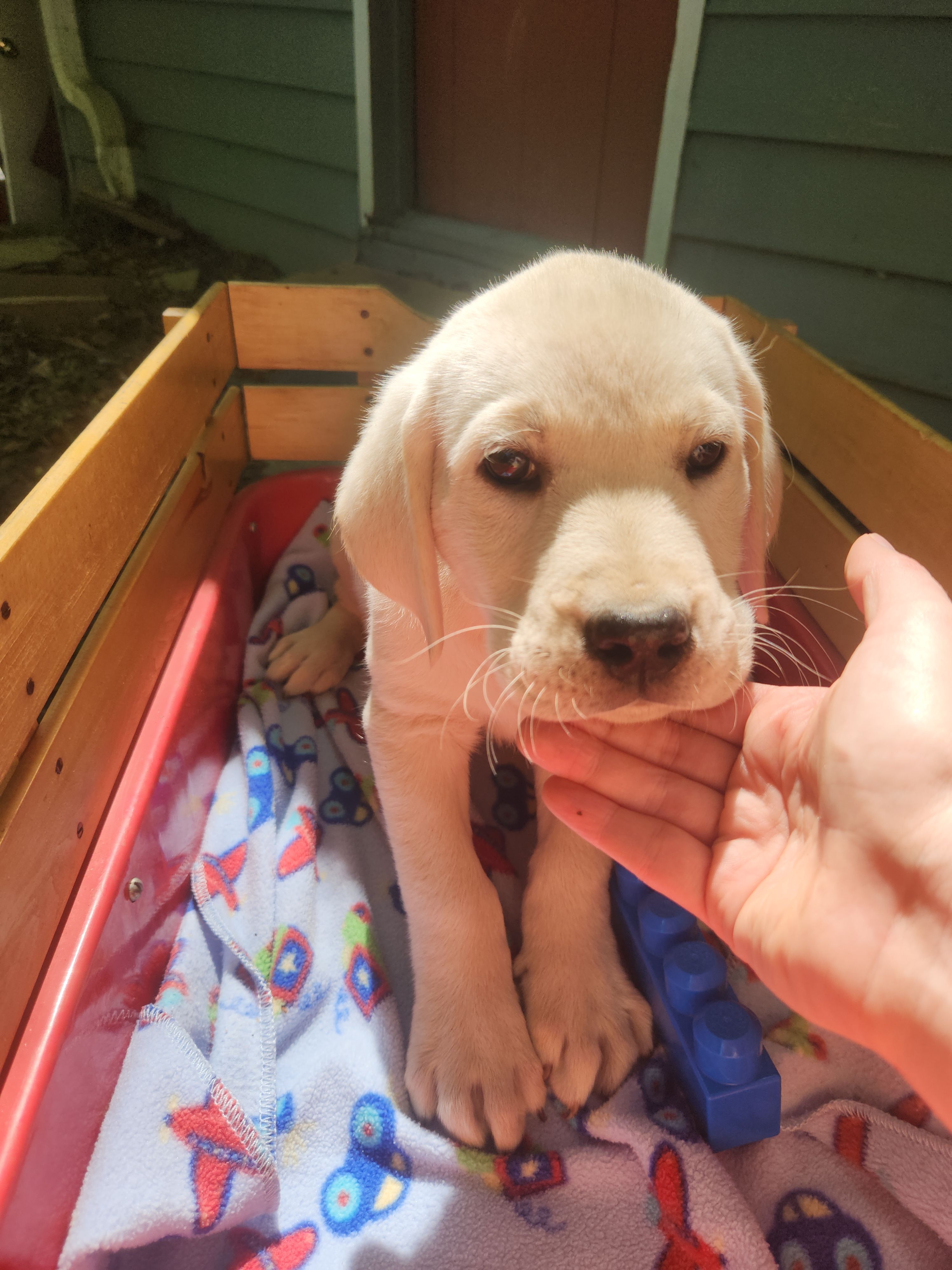 Benji  – Labrador Retriever puppy for sale in Rocky Mount, VA
