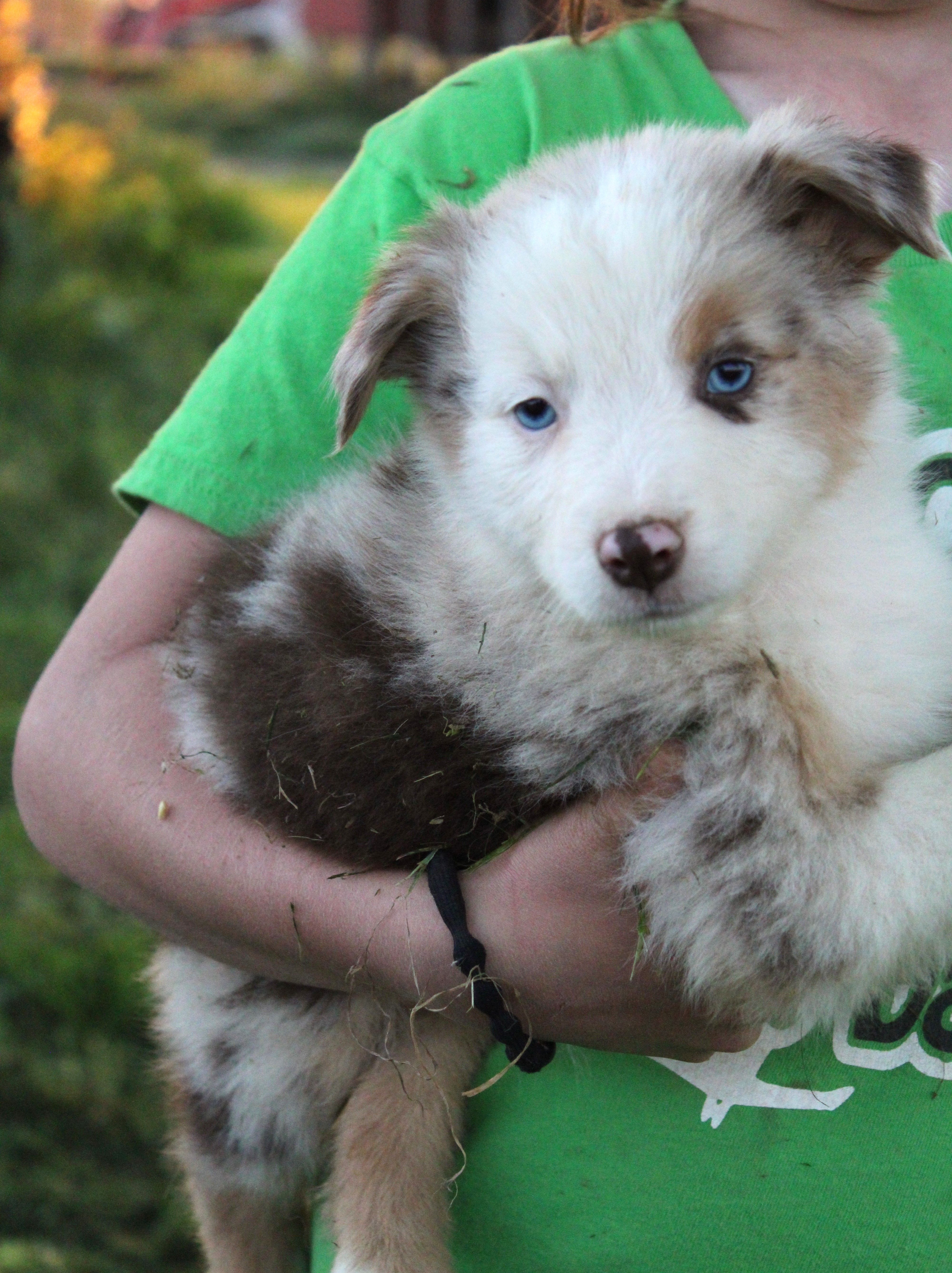Bluegrass – Australian Shepherd puppy for sale in Russellville, KY