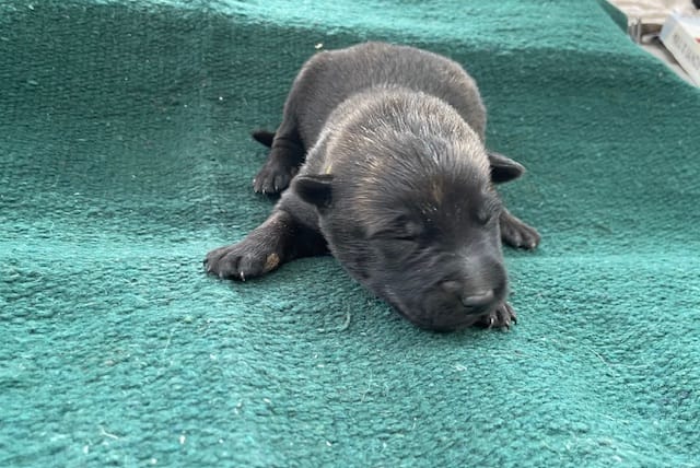 Sonja's Yellow Boy – Dutch Shepherd puppy for sale in Konawa, OK