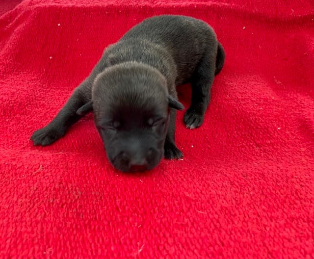 Sonja's Red Girl  – Dutch Shepherd puppy for sale in Konawa, OK