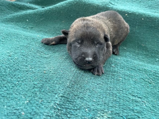 Sonja's Orange boy – Dutch Shepherd puppy for sale in Konawa, OK