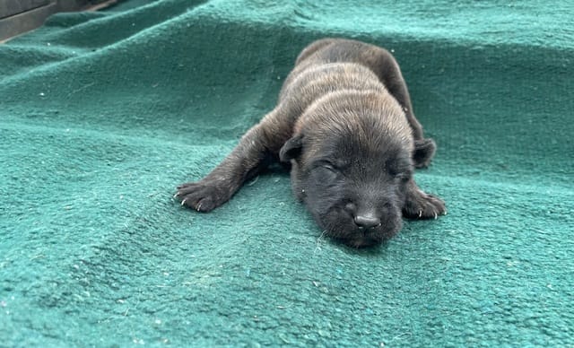 Sonja's Red Male – Dutch Shepherd puppy for sale in Konawa, OK