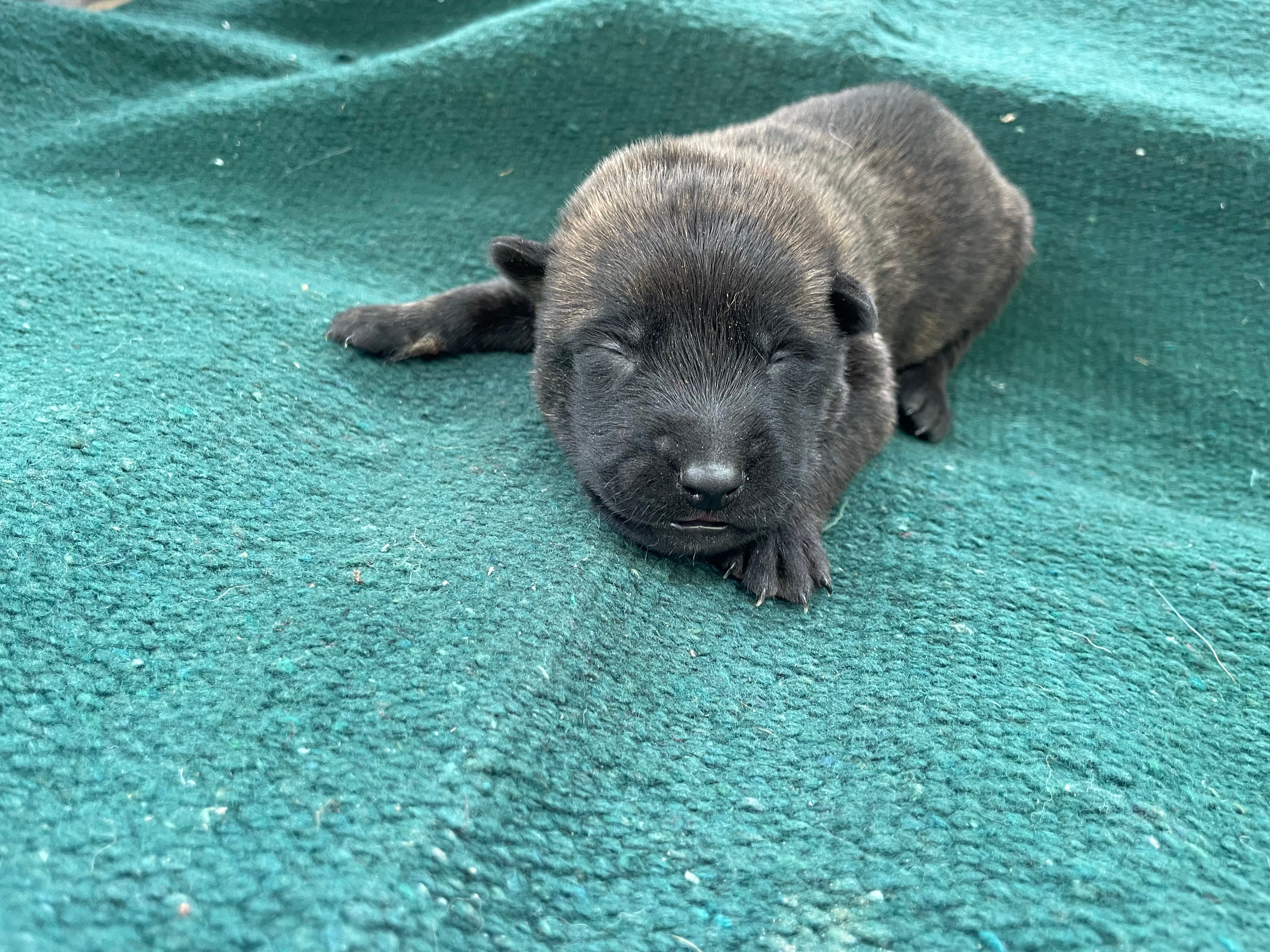 Sonja's Yellow Male – Dutch Shepherd puppy for sale in Konawa, OK