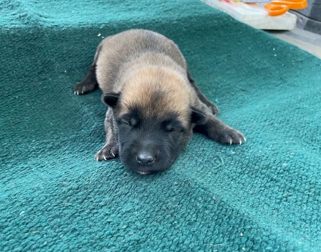 Sonja's Green Male – Dutch Shepherd puppy for sale in Konawa, OK