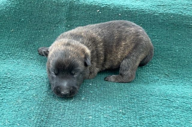 Sonja's Blue Male – Dutch Shepherd puppy for sale in Konawa, OK