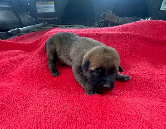 Sonja's Yellow Girl – Dutch Shepherd puppy for sale in Konawa, OK