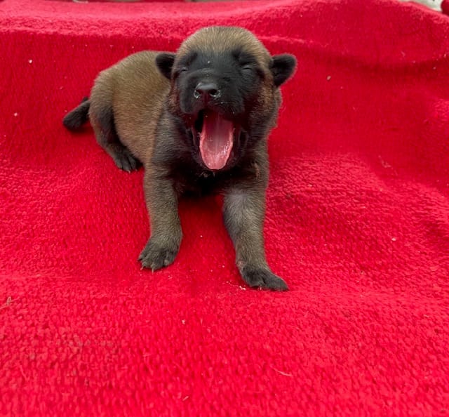 Sonja's Pink Girl – Dutch Shepherd puppy for sale in Konawa, OK