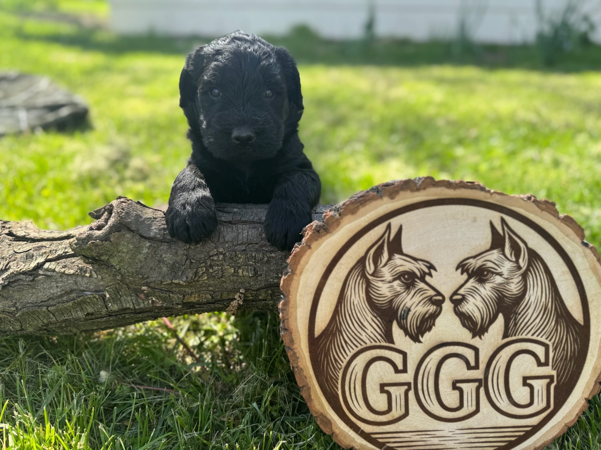 Poppy – Giant Schnauzer puppy for sale in Jackson, MI