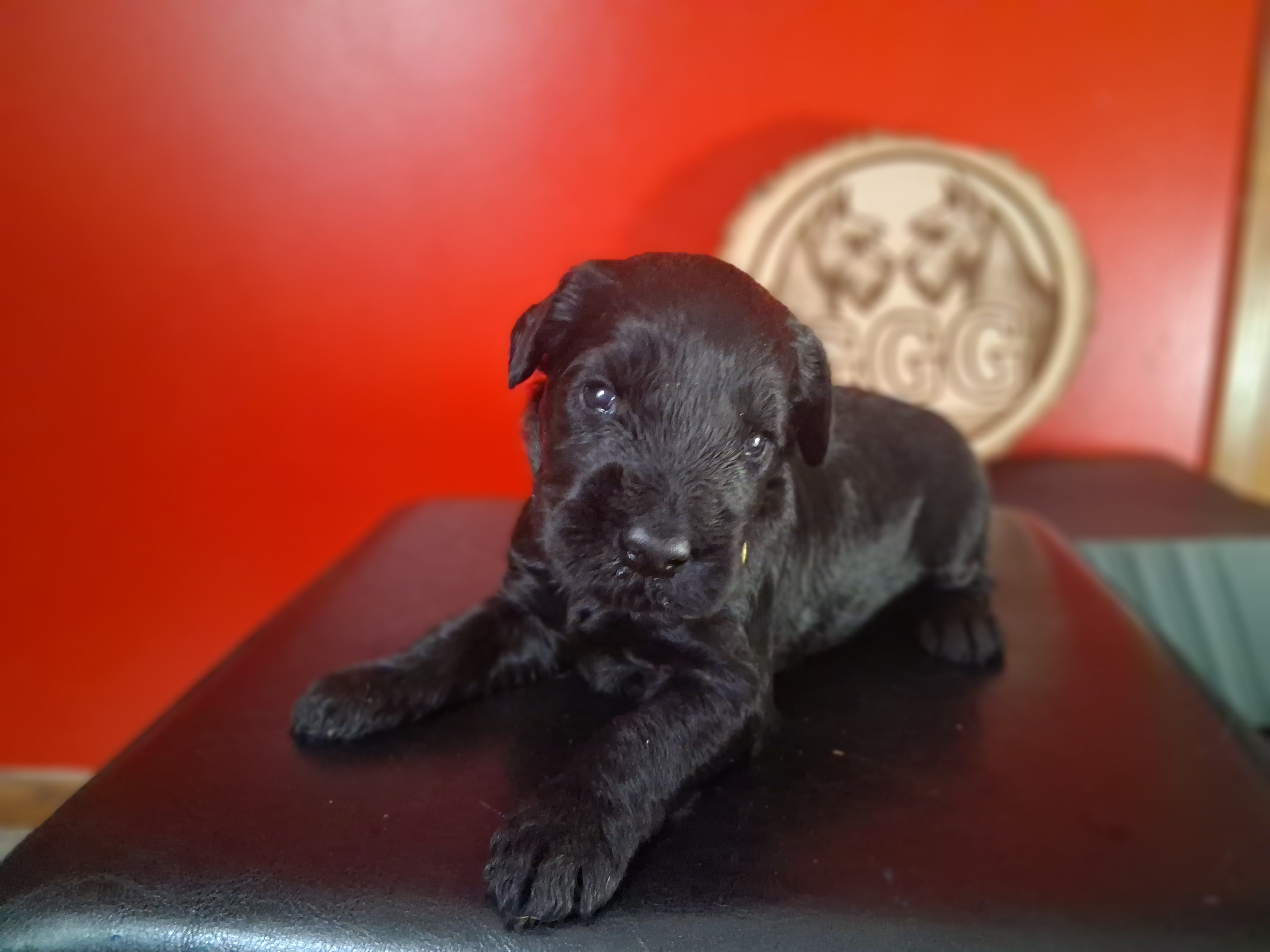Merlot – Giant Schnauzer puppy for sale in Jackson, MI