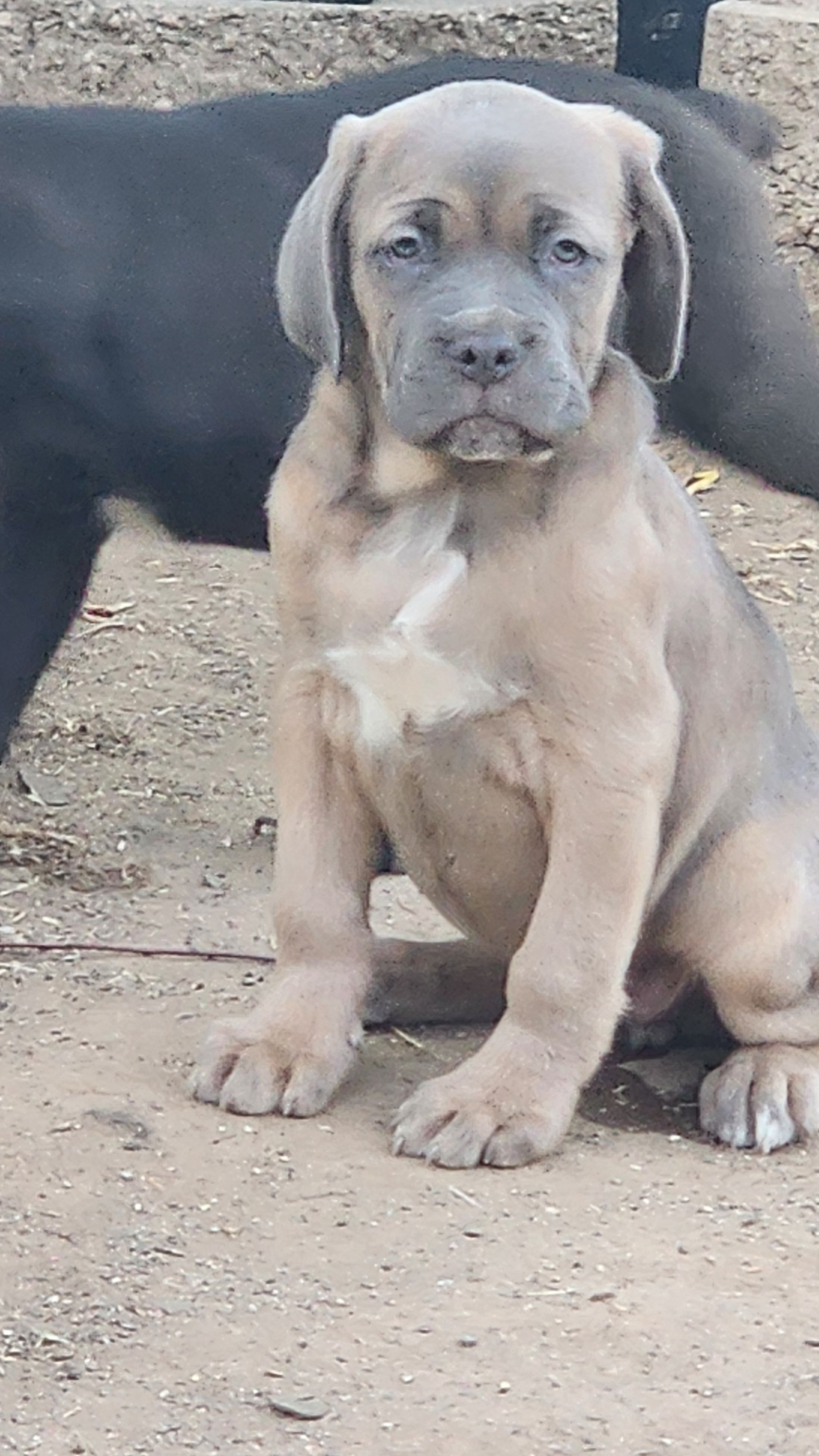 Brown – Cane Corso puppy for sale in Corona, CA